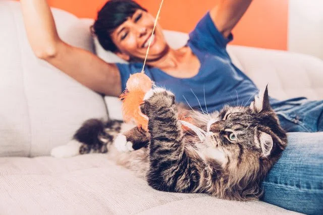 Woman playing with a cat with a feather toy.
