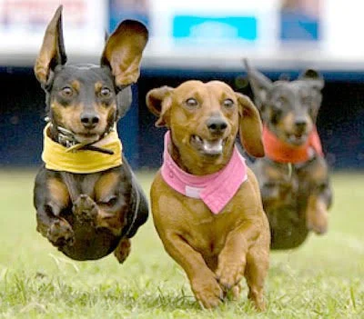Dogs wearing bandanas and running.