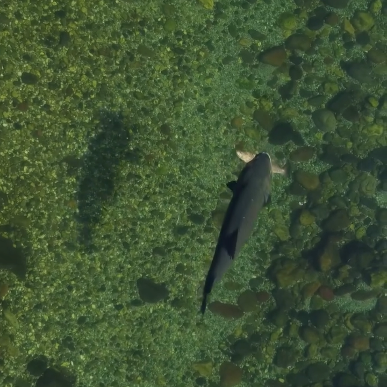 When a Brown Trout Shows Its True Nature