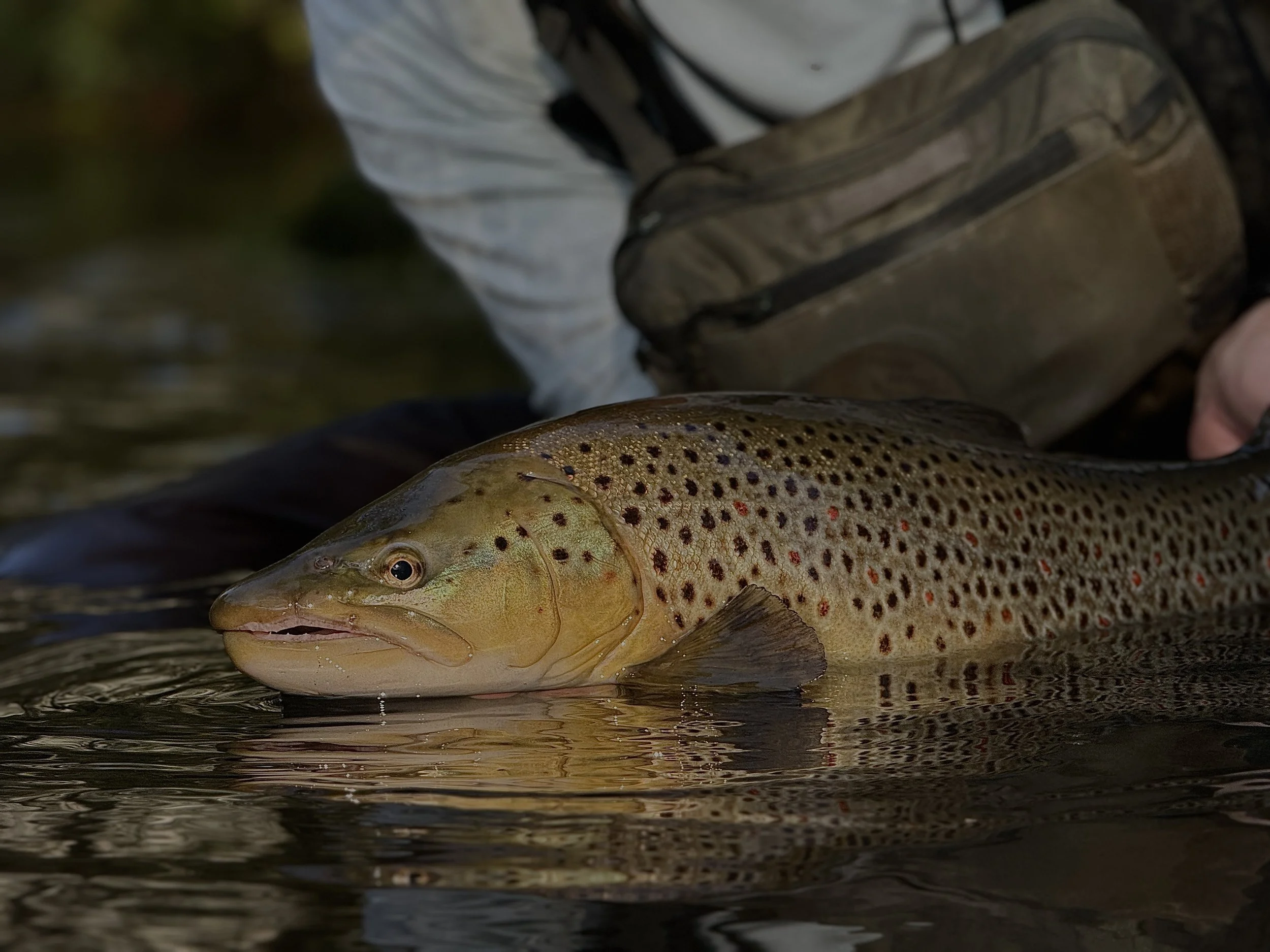 Close-up of a brown trout fish partially submerged in water, with a person in outdoor gear in the background holding it.