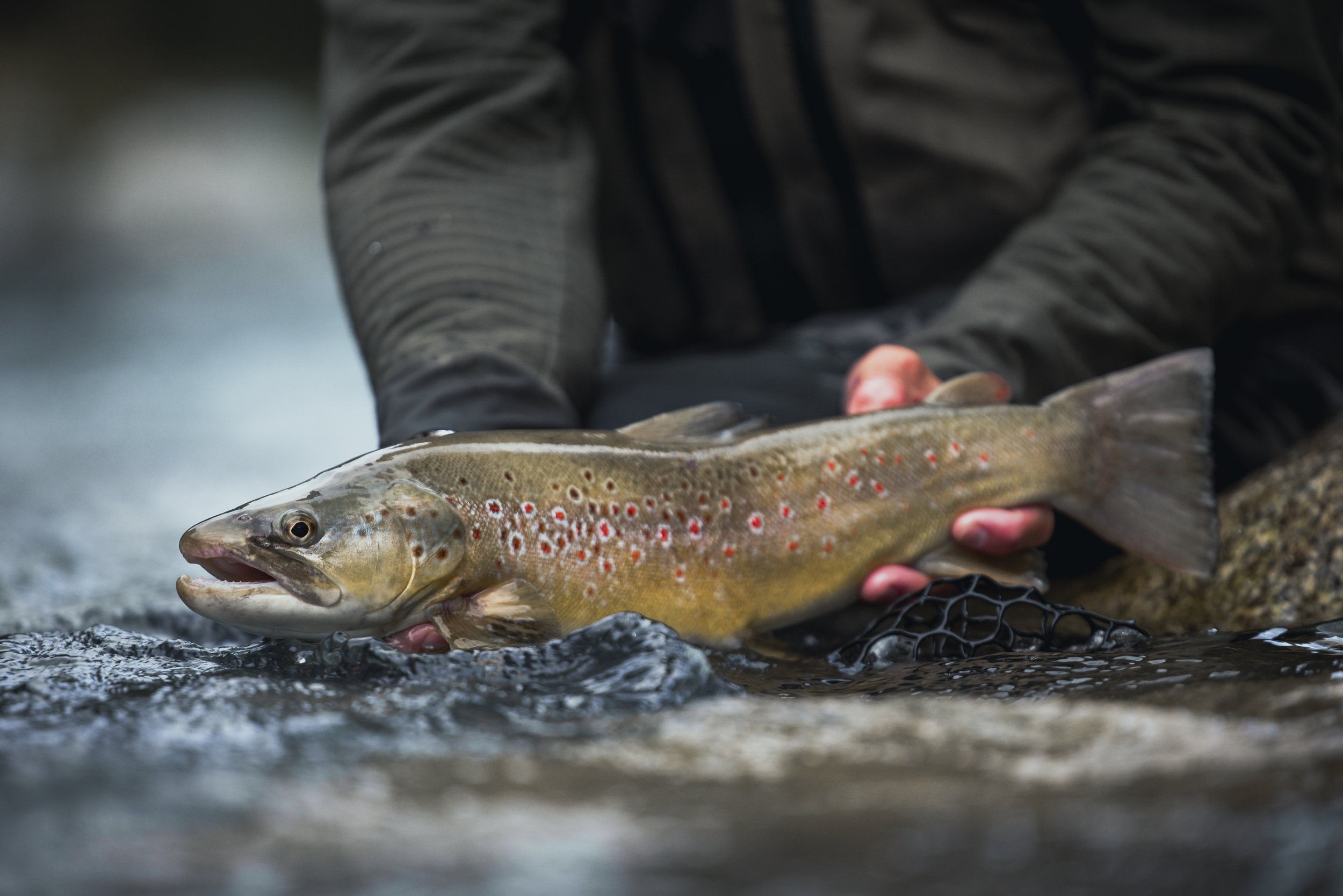 Person holding a salmon fish in shallow water