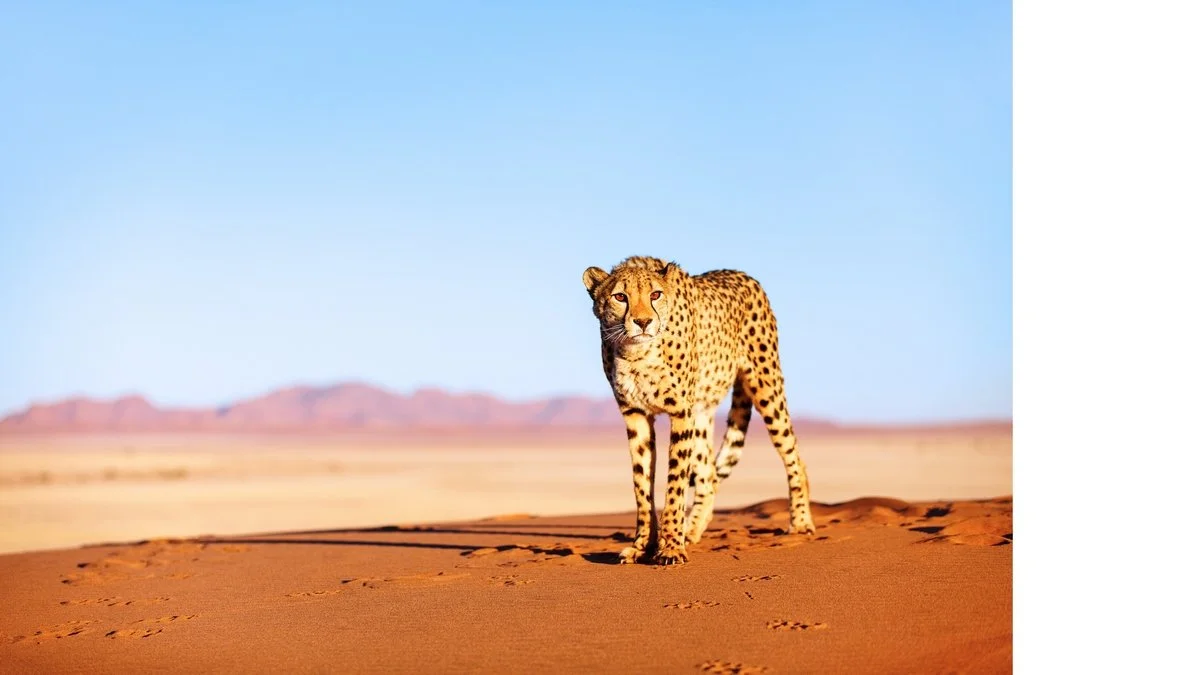 Cheetah_2.jpg