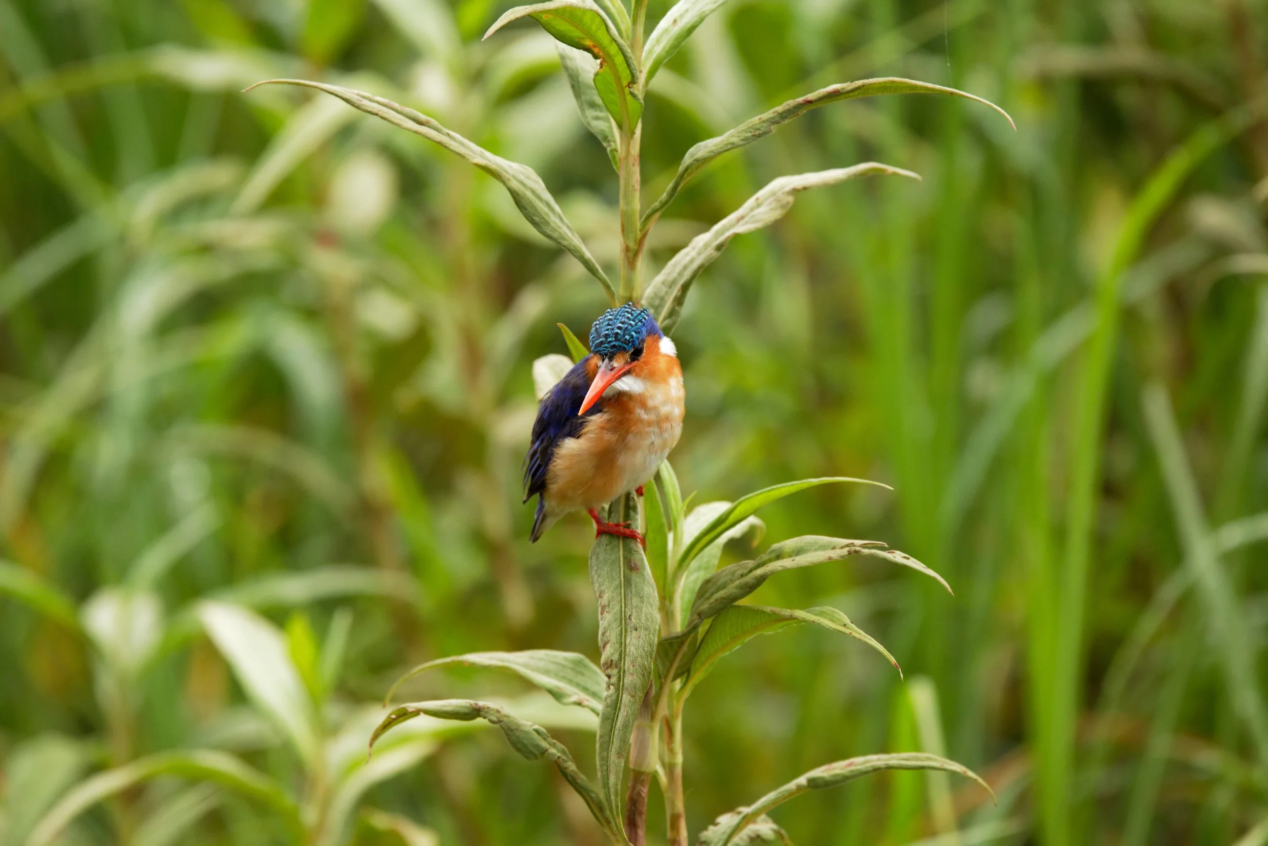 Birdwatching.jpg