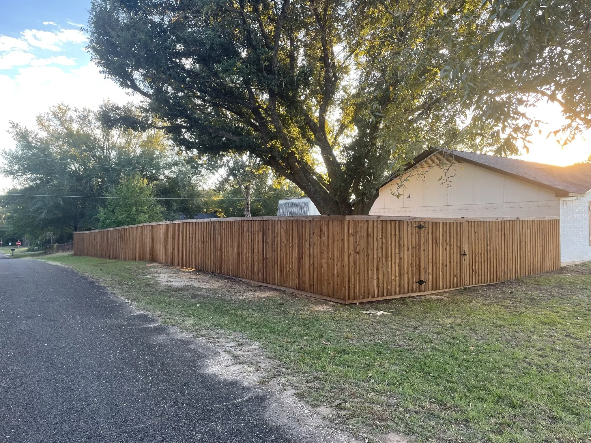 A large tree with green leaves and a thick trunk, sunlight shining through the branches, standing behind a wooden fence next to a house with a sloped roof, in a suburban neighborhood.