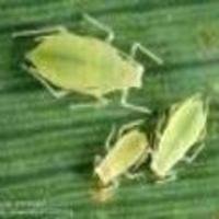 Aphid