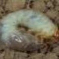 Grub Worm