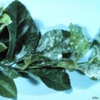 Powdery Mildew on Euonymus