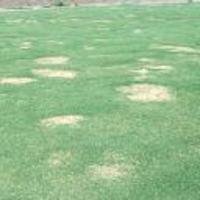 Spring Dead Spot