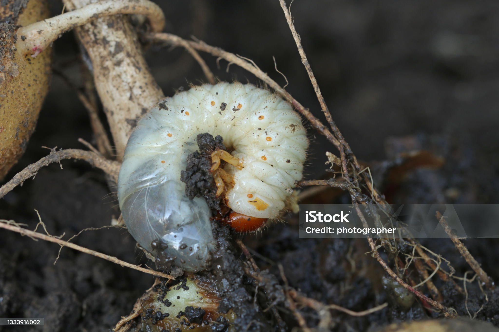 C-Shaped Grub Worm