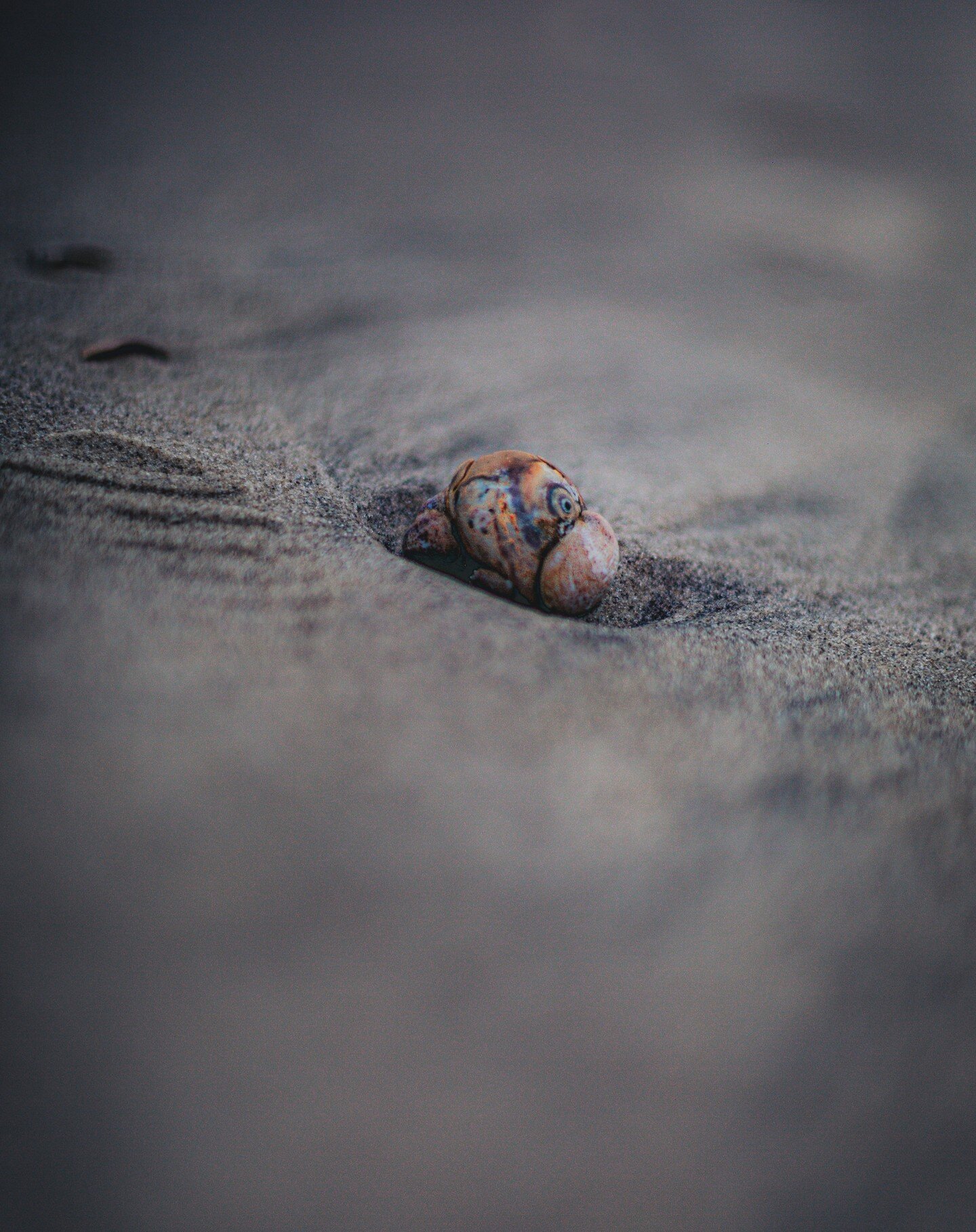 Was trying out a new lens on this, so here's the color and black and white!
#amateurphotographer #adventure #amateurphotography #nj #newjersey #southjersey #beach #njphotographer #littlethings #beautiful #shore #seashell #grainphotography #oceancity