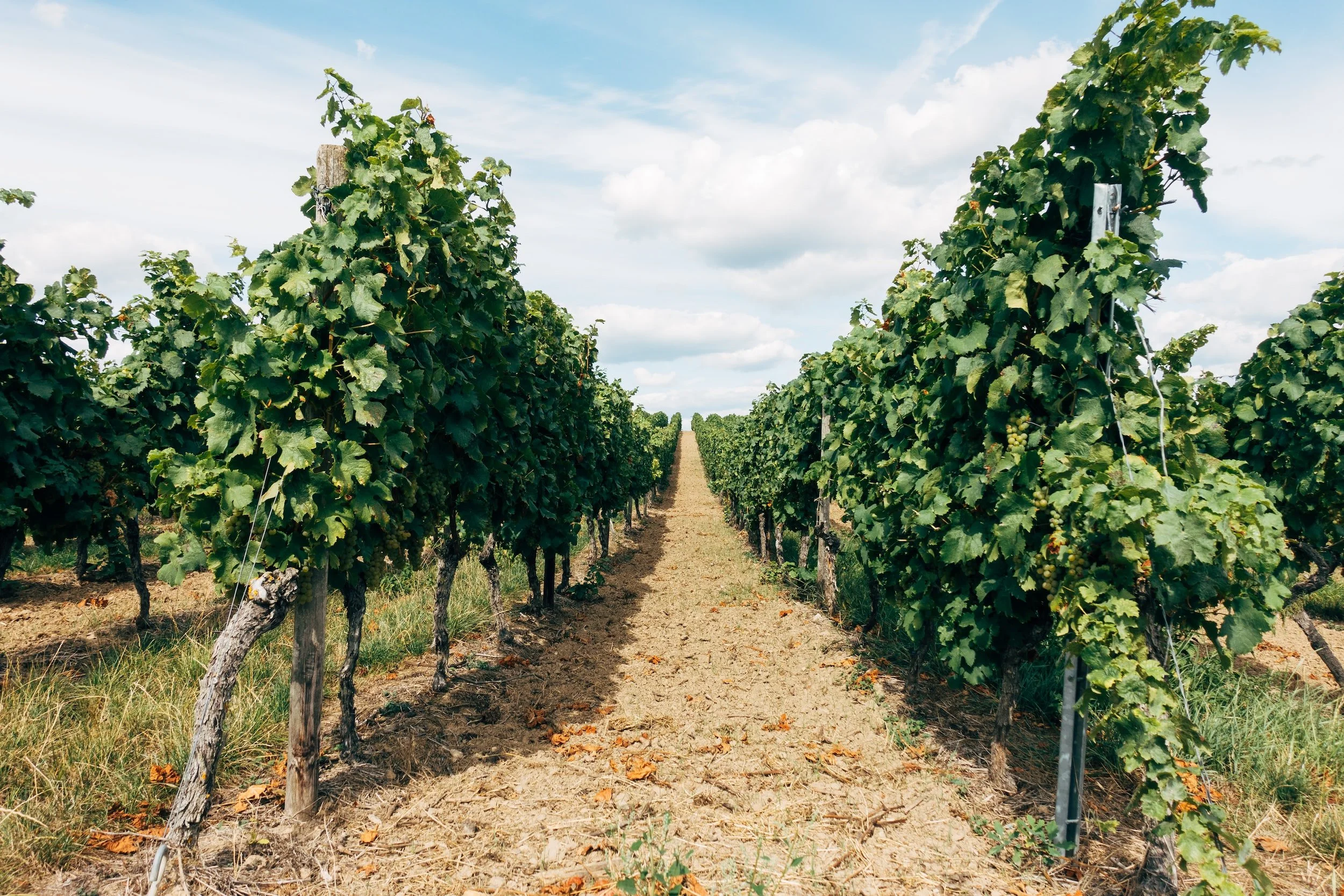 A Guide to the Best Hill Country Wineries Within an Hour of Austin
