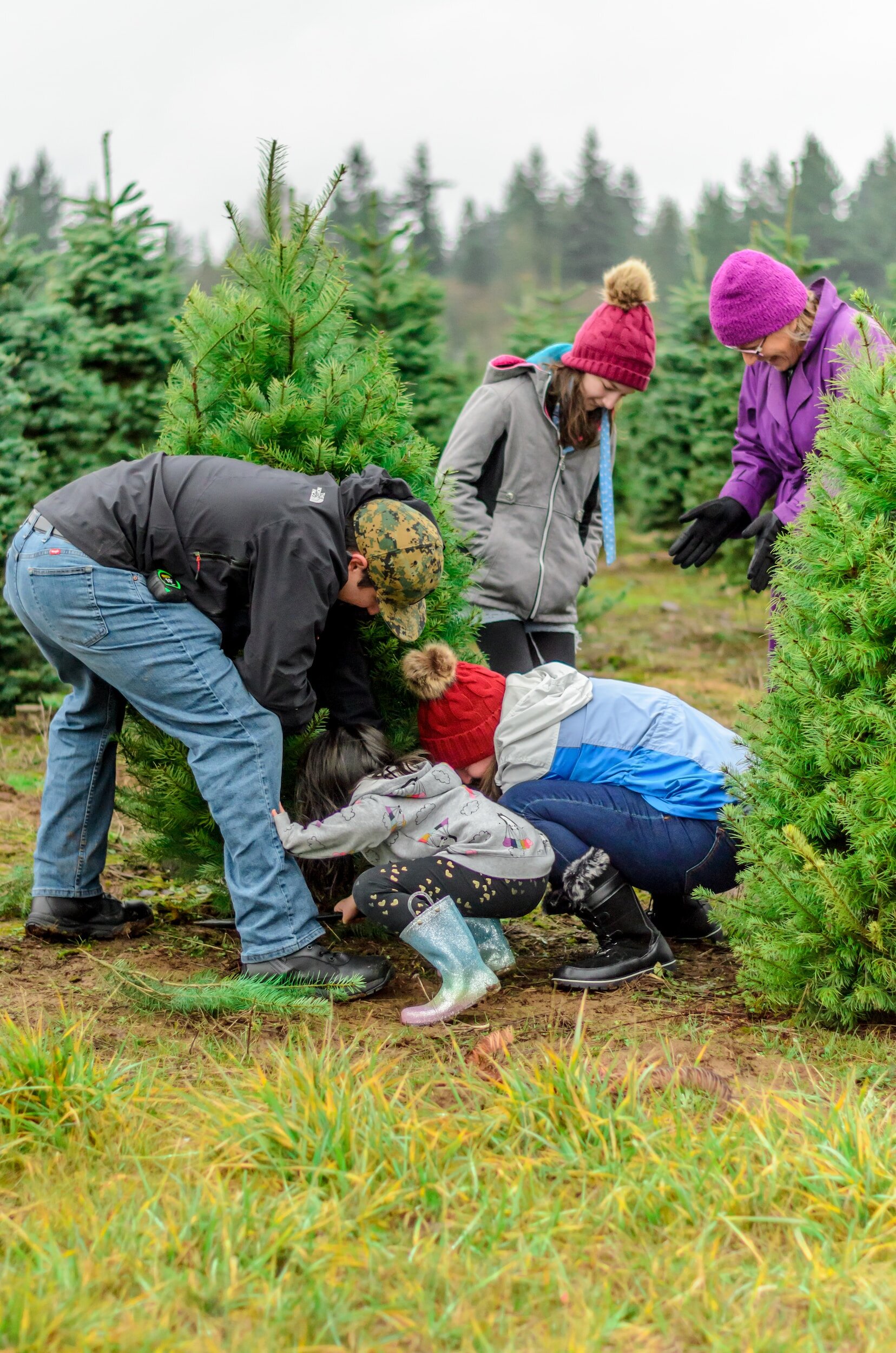 6 Christmas Tree Farms Near Kyle: A Festive Guide