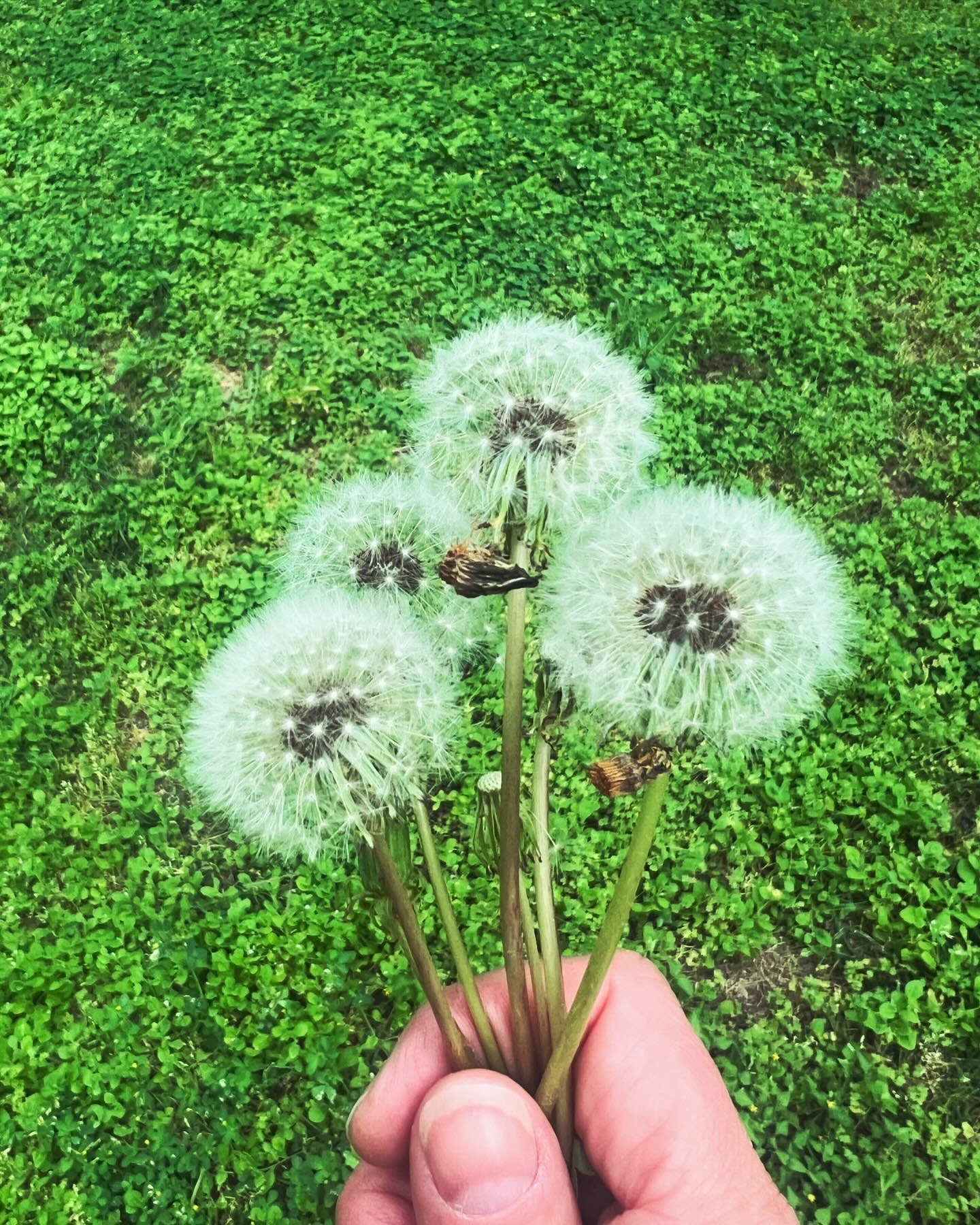 I often share breath prayers practices as a simple way of connecting with your soul and the holy. For the last couple of years, I&rsquo;ve added dandelion prayers to my own practice. As I blow or wave the seeds and watch them spin away around me, I t