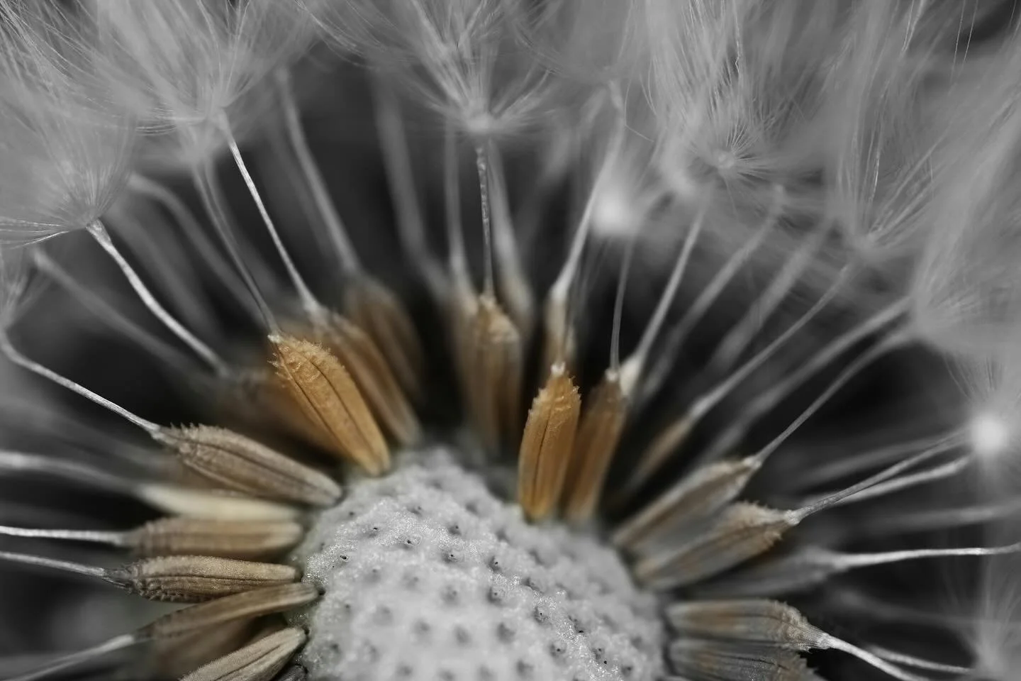 &ldquo;Have you ever watched a three-year-old blow the wisps off a dandelion for the first time? Children are made of awe. We have much to learn from them, but we seldom aim to. 

When we encounter the freedom of a child, we can choose to participate