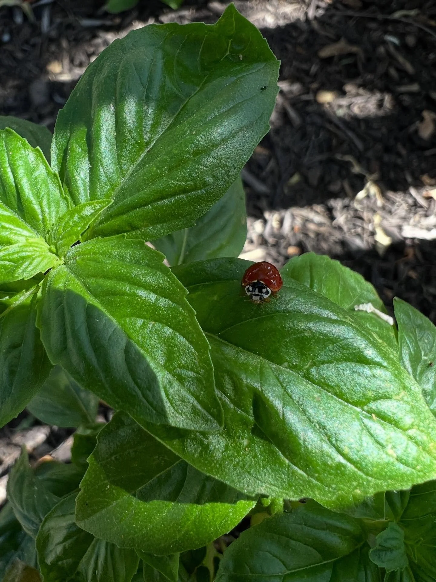 Always on the lookout for tiny perfect things. 

It&rsquo;s always a holy act that brings me that much closer to the True. 

It&rsquo;s not a denial of division and dysfunction but a reminder they aren&rsquo;t all that exist.