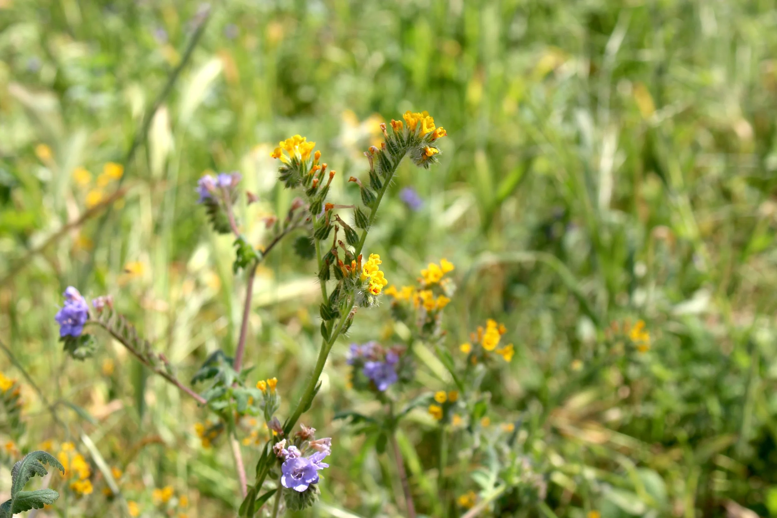 Close-up of yellow and purple wildflowers among green grass and plants.