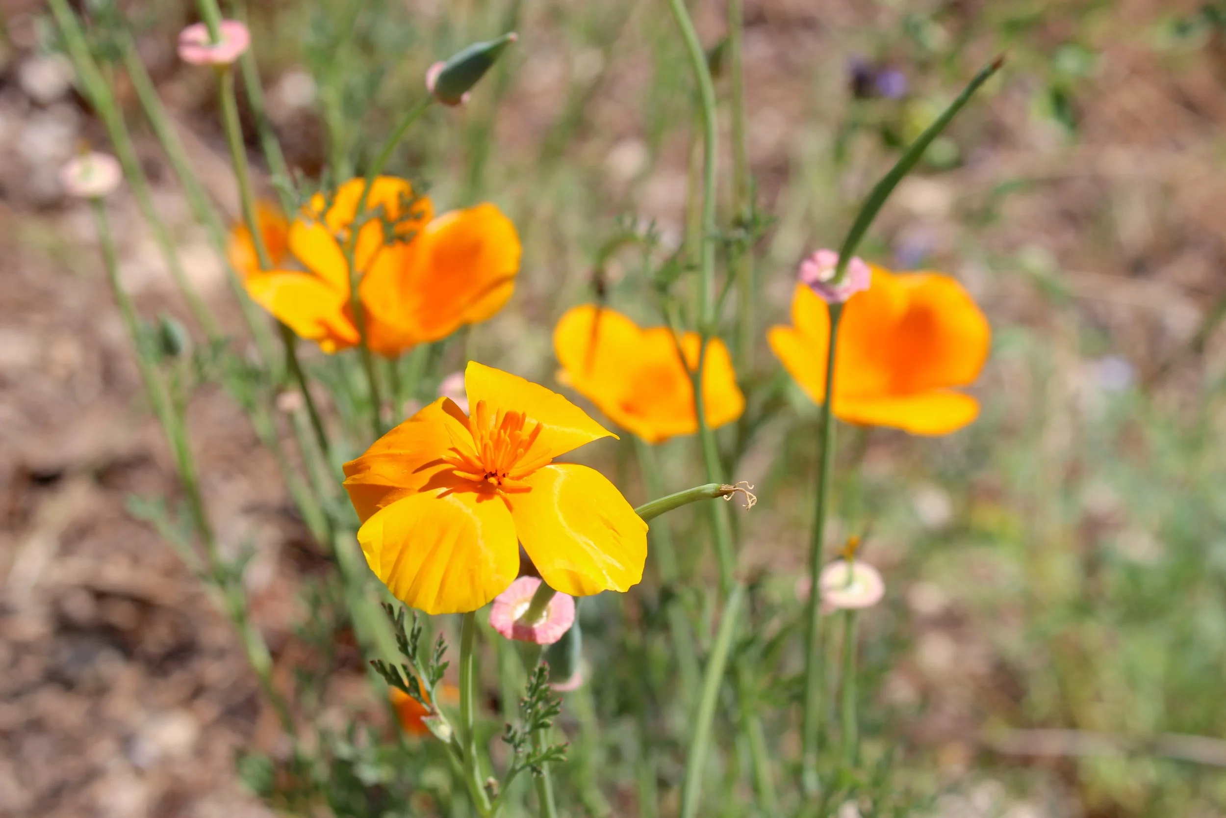 Close-up of bright yellow and orange wildflowers growing in a natural setting with soil in the background.