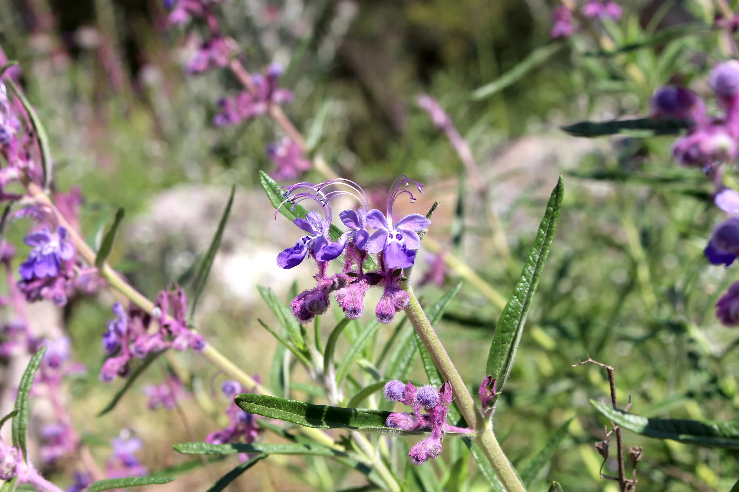 Close-up of purple and pink flowering plant with green leaves in natural outdoor setting.