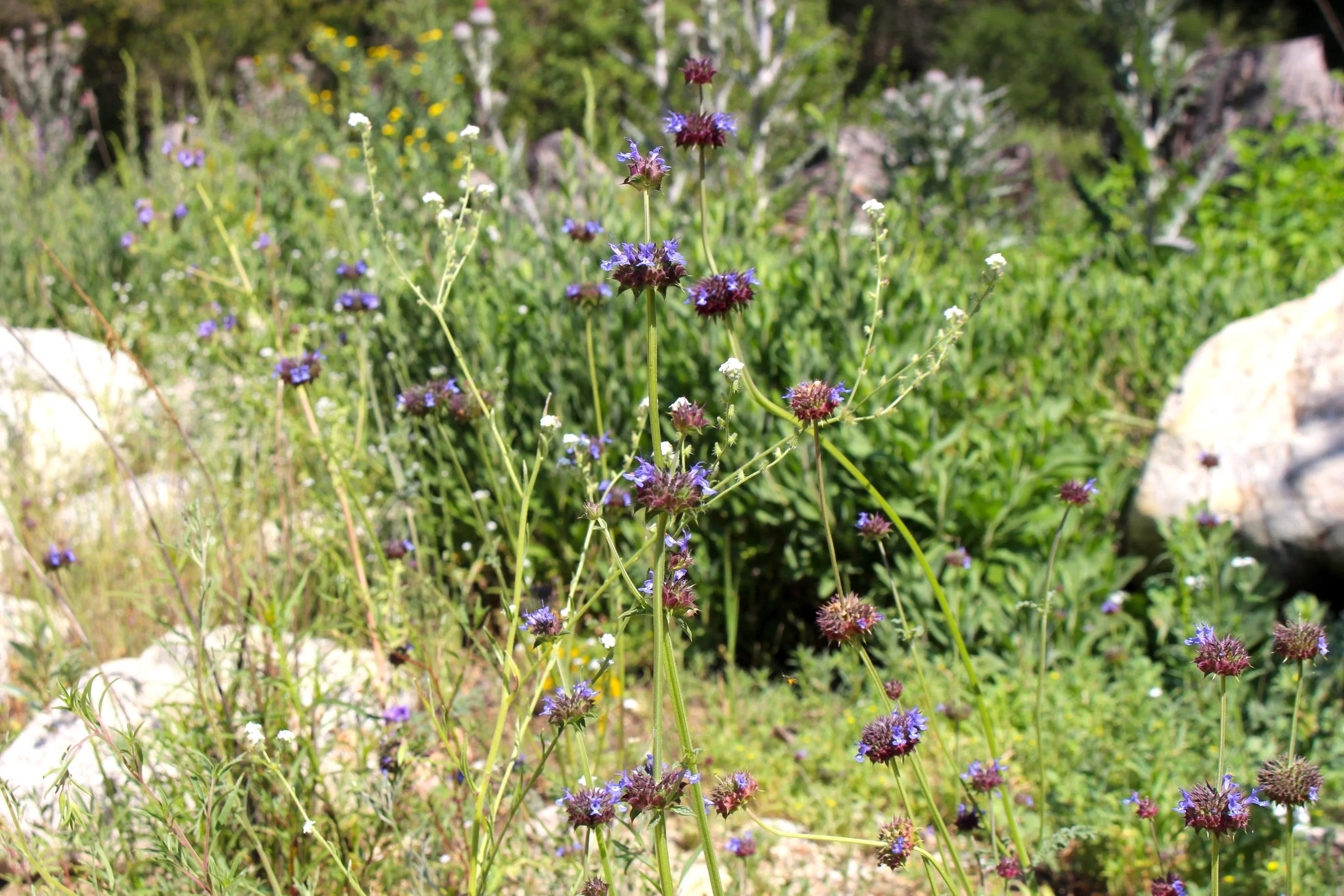 Wildflowers growing in a sunny garden with rocks and greenery in the background.