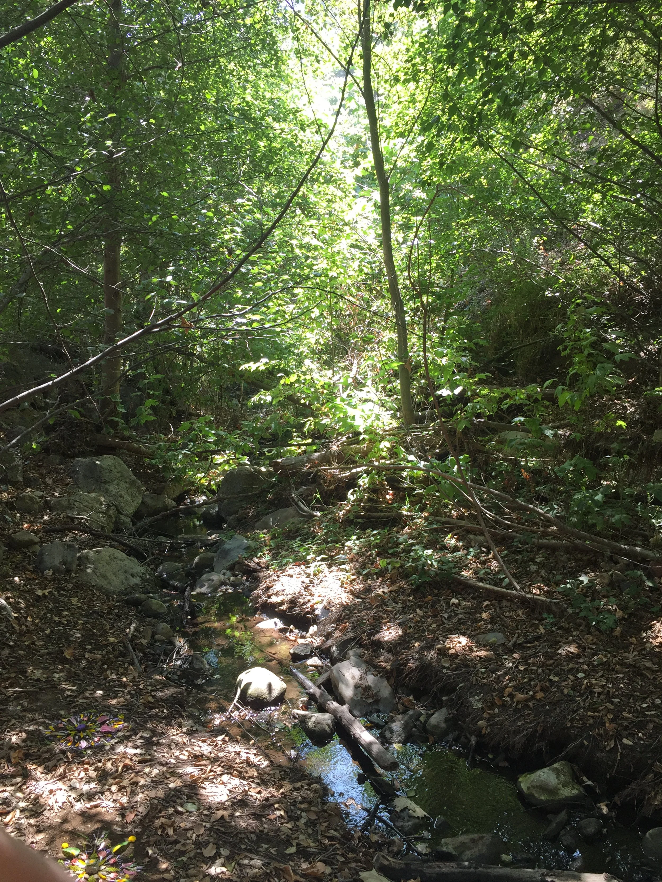 A small forest stream flowing through a dense wooded area with sunlight filtering through the green leaves.
