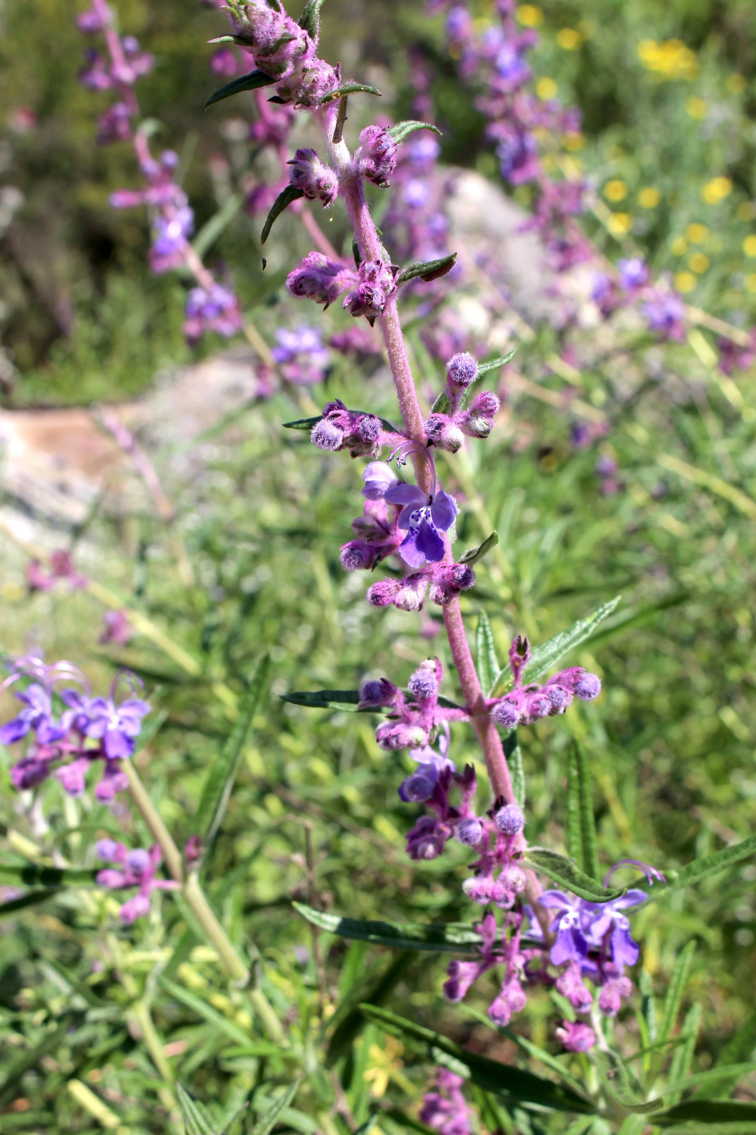 Close-up of a purple flower stem with small purple blossoms and fuzzy buds, outdoors with green foliage in the background.