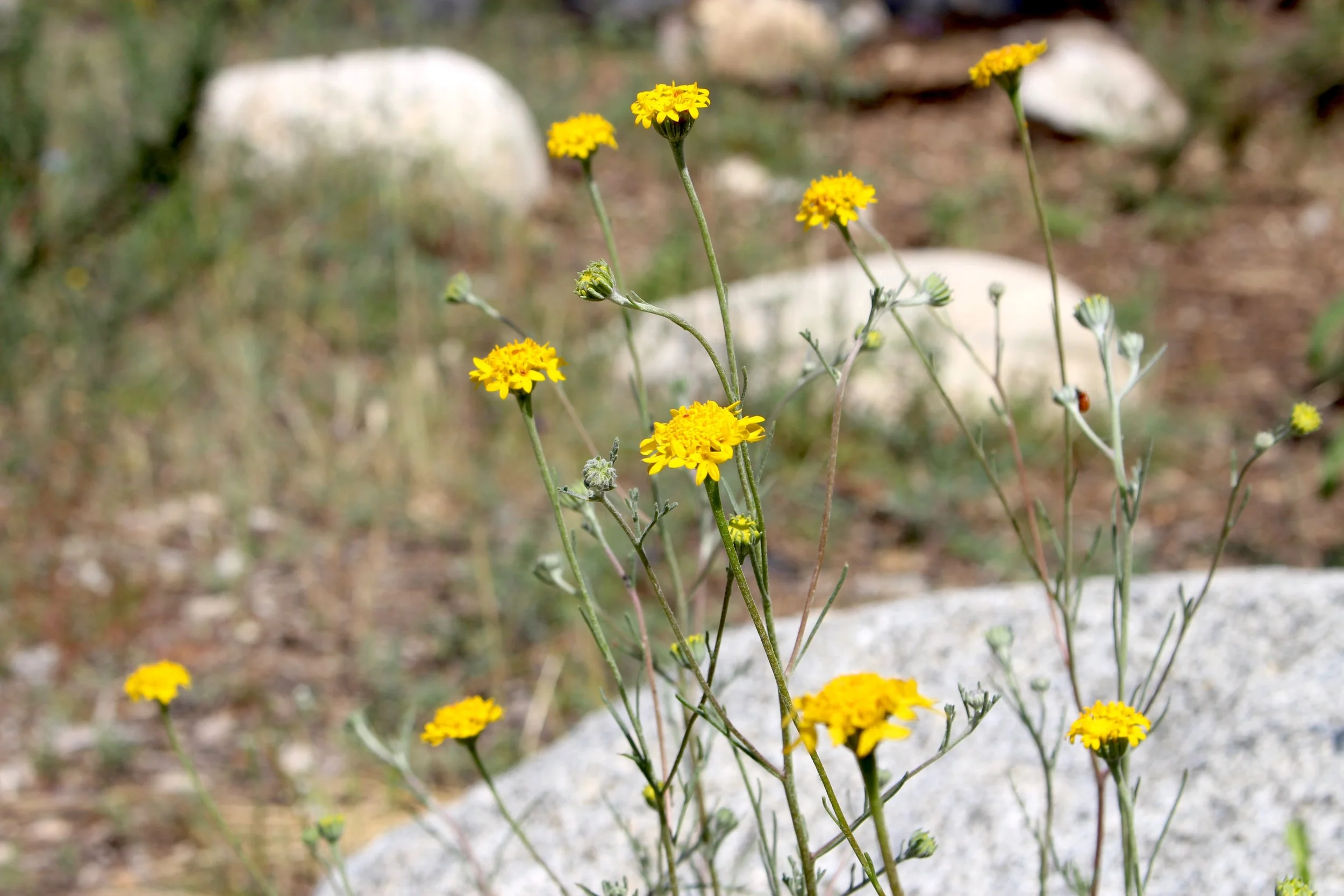 Yellow wildflowers growing among rocks and grass.