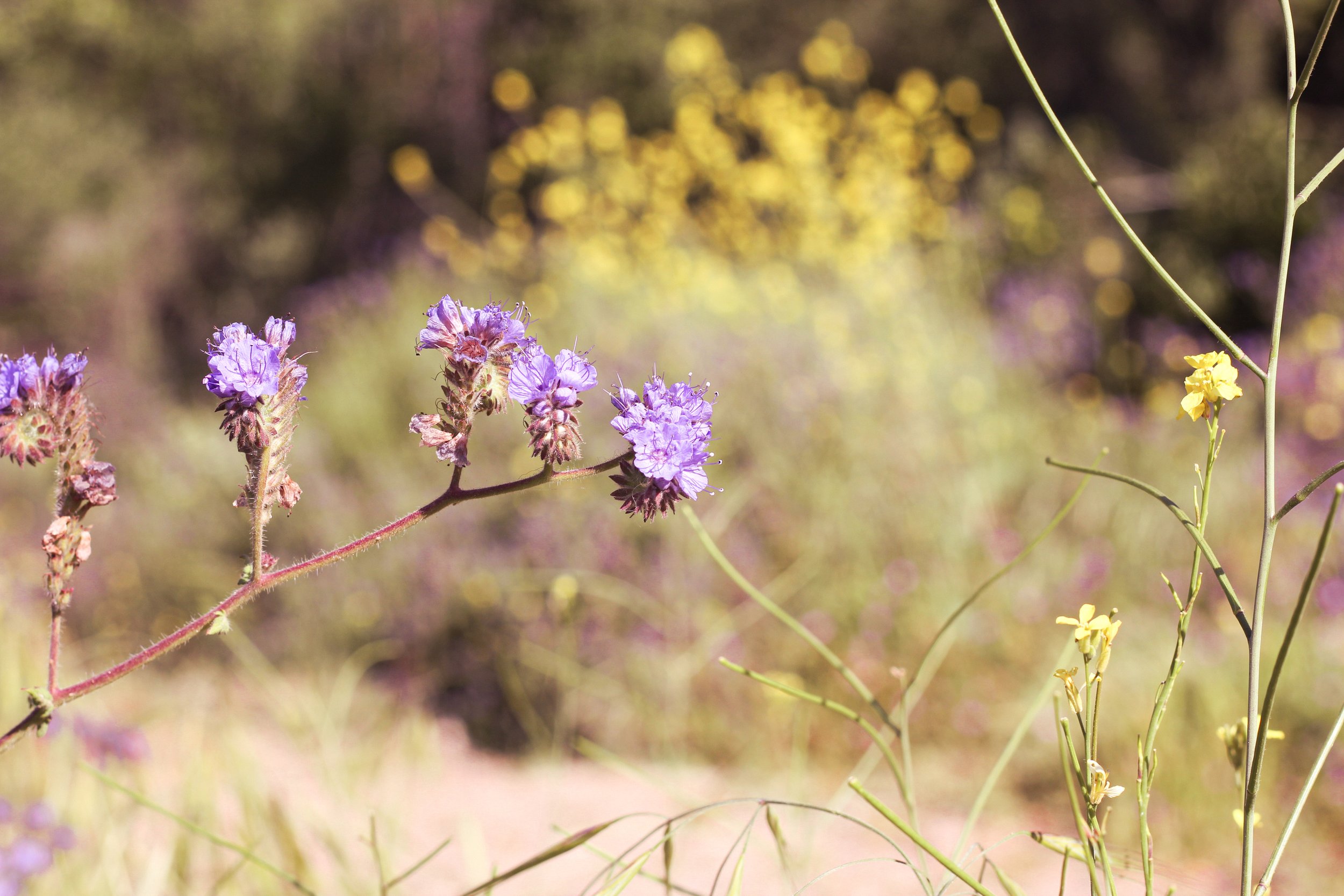 Close-up of purple and yellow wildflowers in a natural outdoor setting with soft-focus background.