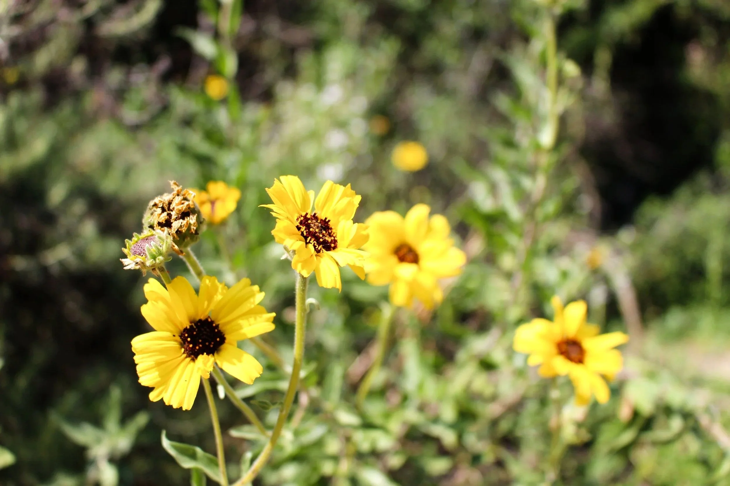 Yellow wildflowers with dark centers in a natural outdoor setting.