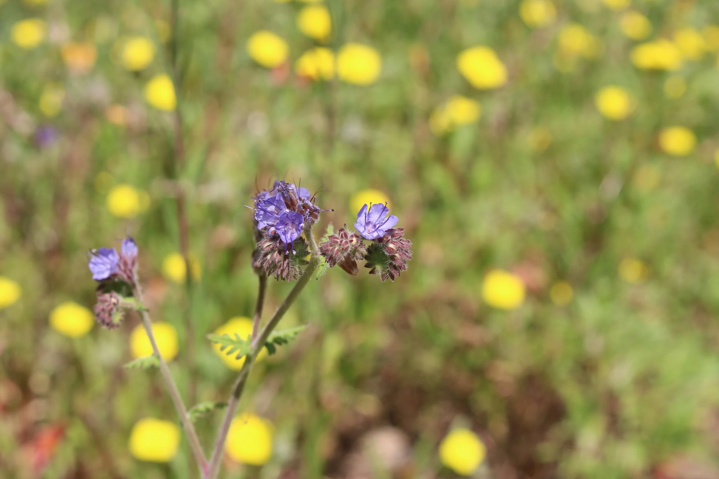 Close-up of a purple wildflower with a bee on top, background of yellow flowers and green foliage.