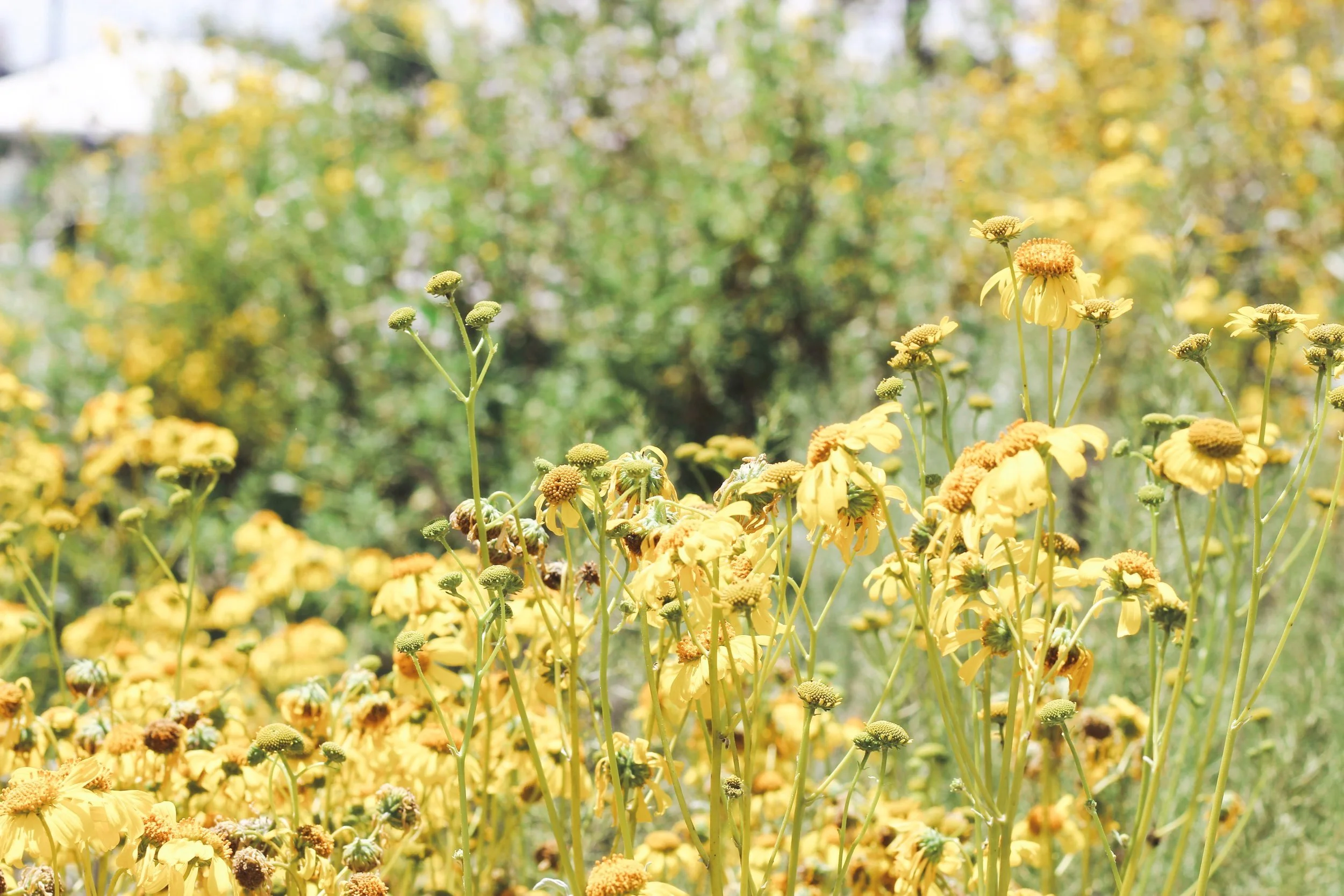 Yellow wildflowers blooming in a field with green foliage in the background.