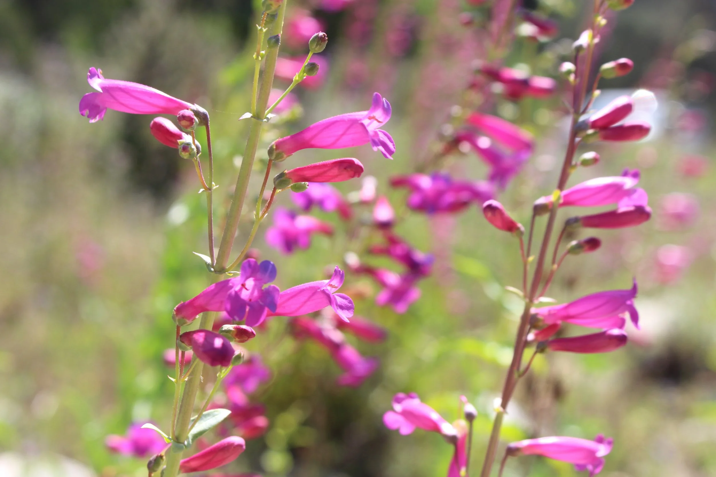 Close-up of pink and purple flowering plants with a blurred natural background.