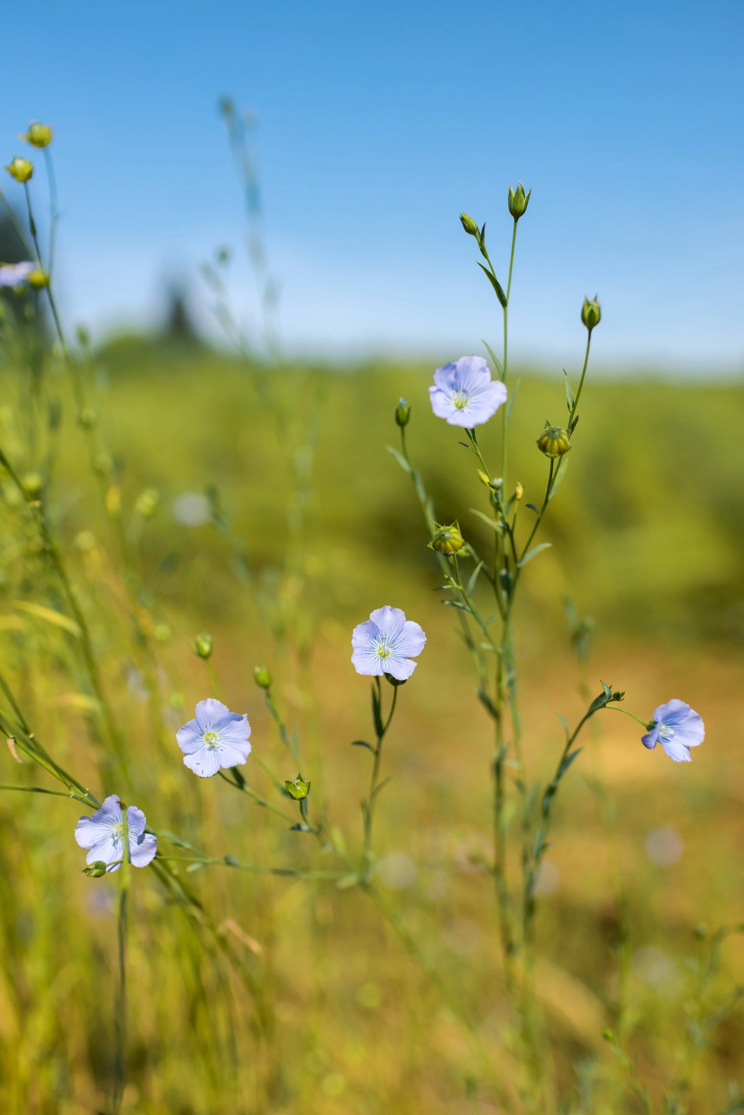 Fibers Fund Welcomes New Investment from SK2 Fund