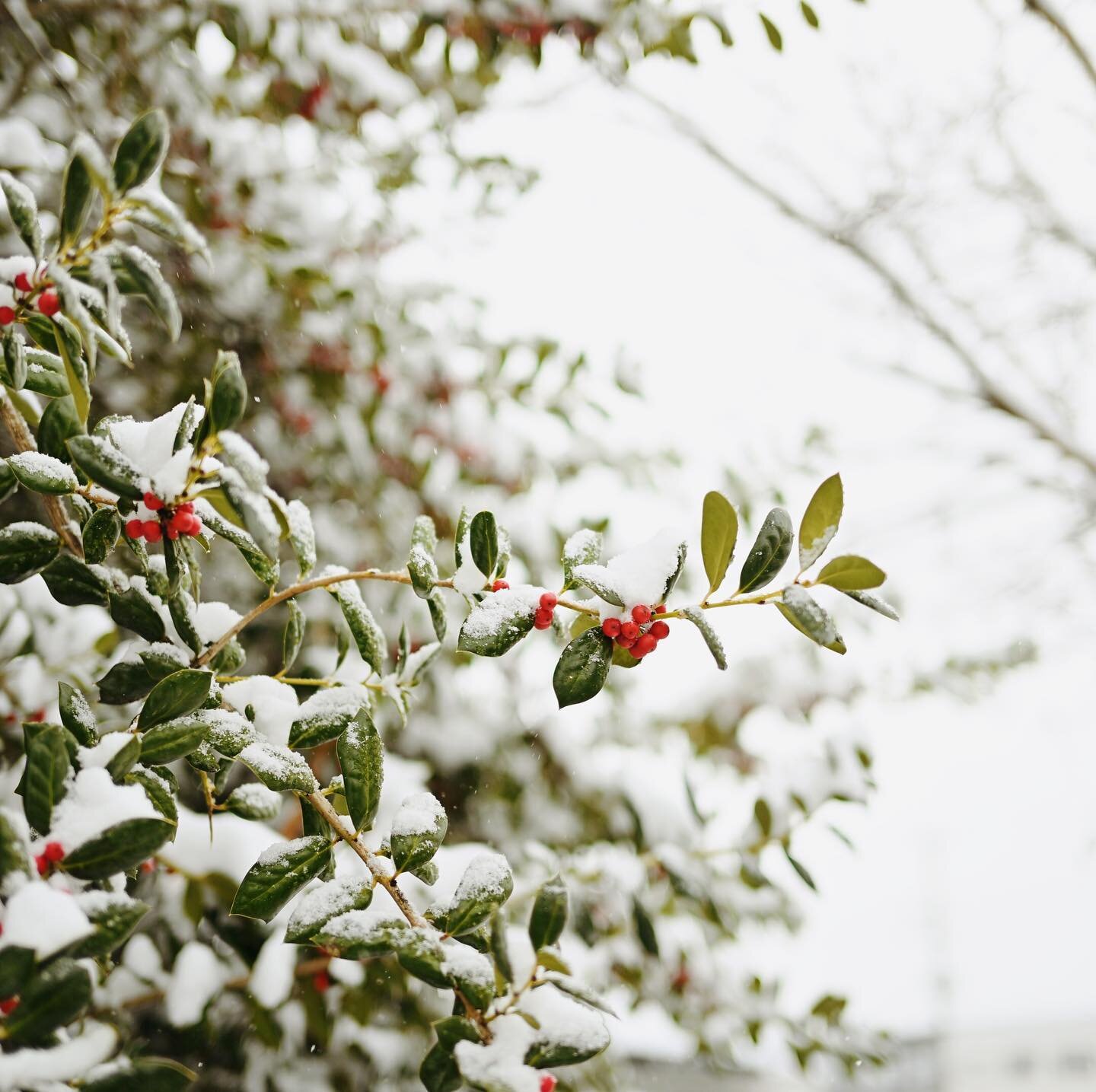 Snowy week ❄️

I upgraded my camera gear this week and got to take my new camera for a little test run in the snow!