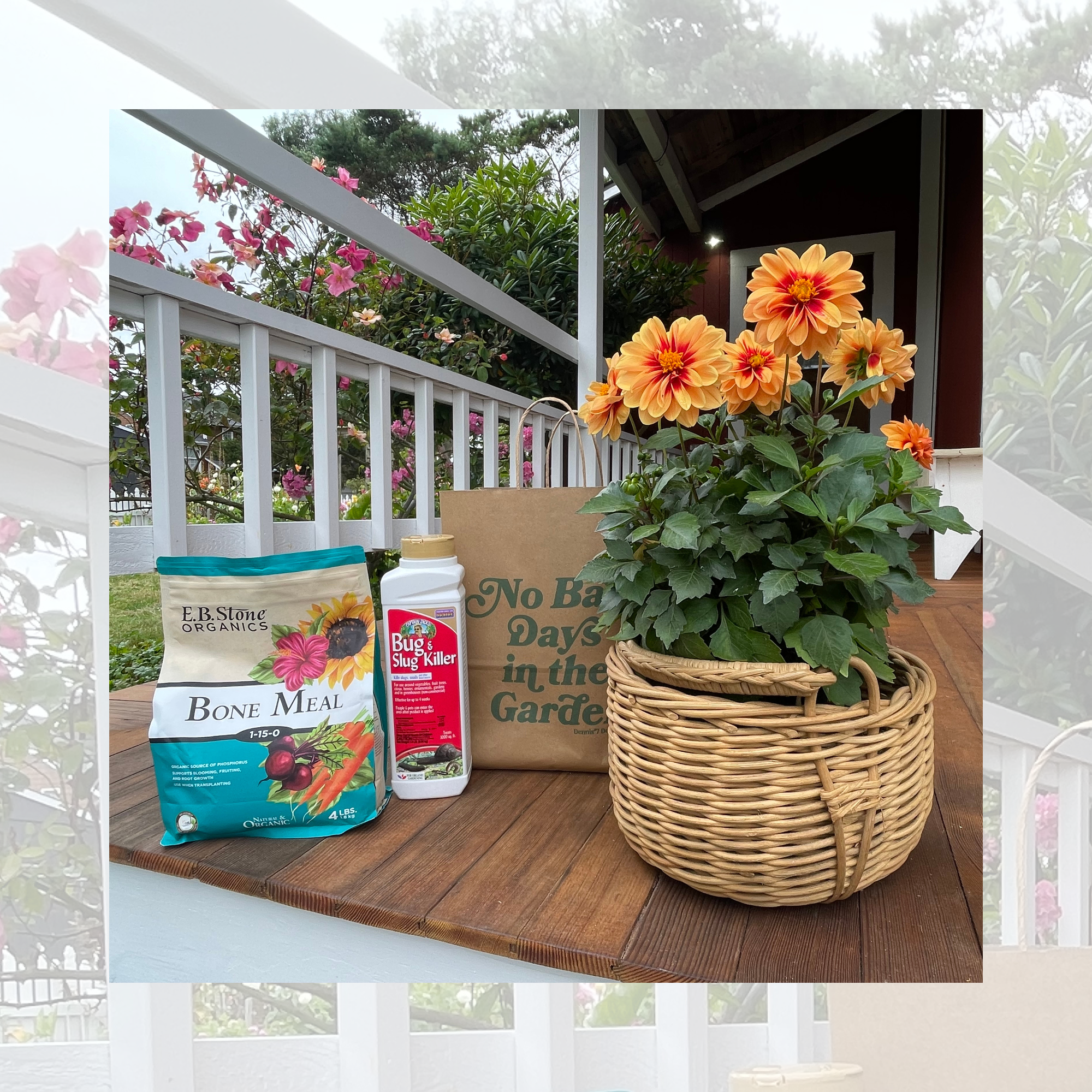 Product Photo - Dahlia Show Raffle.png