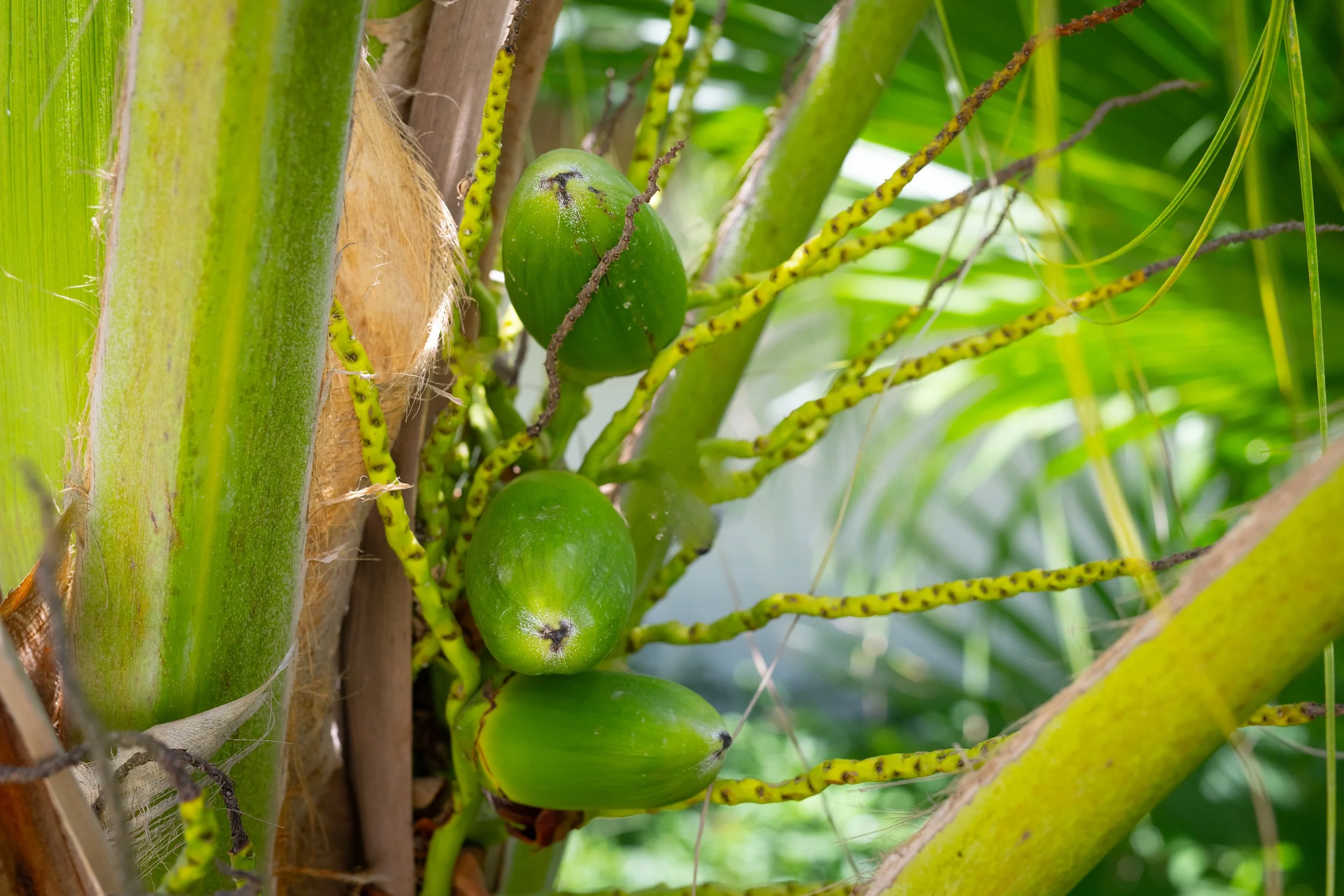Close-up of green papayas growing on a tree with surrounding green leaves and stems.
