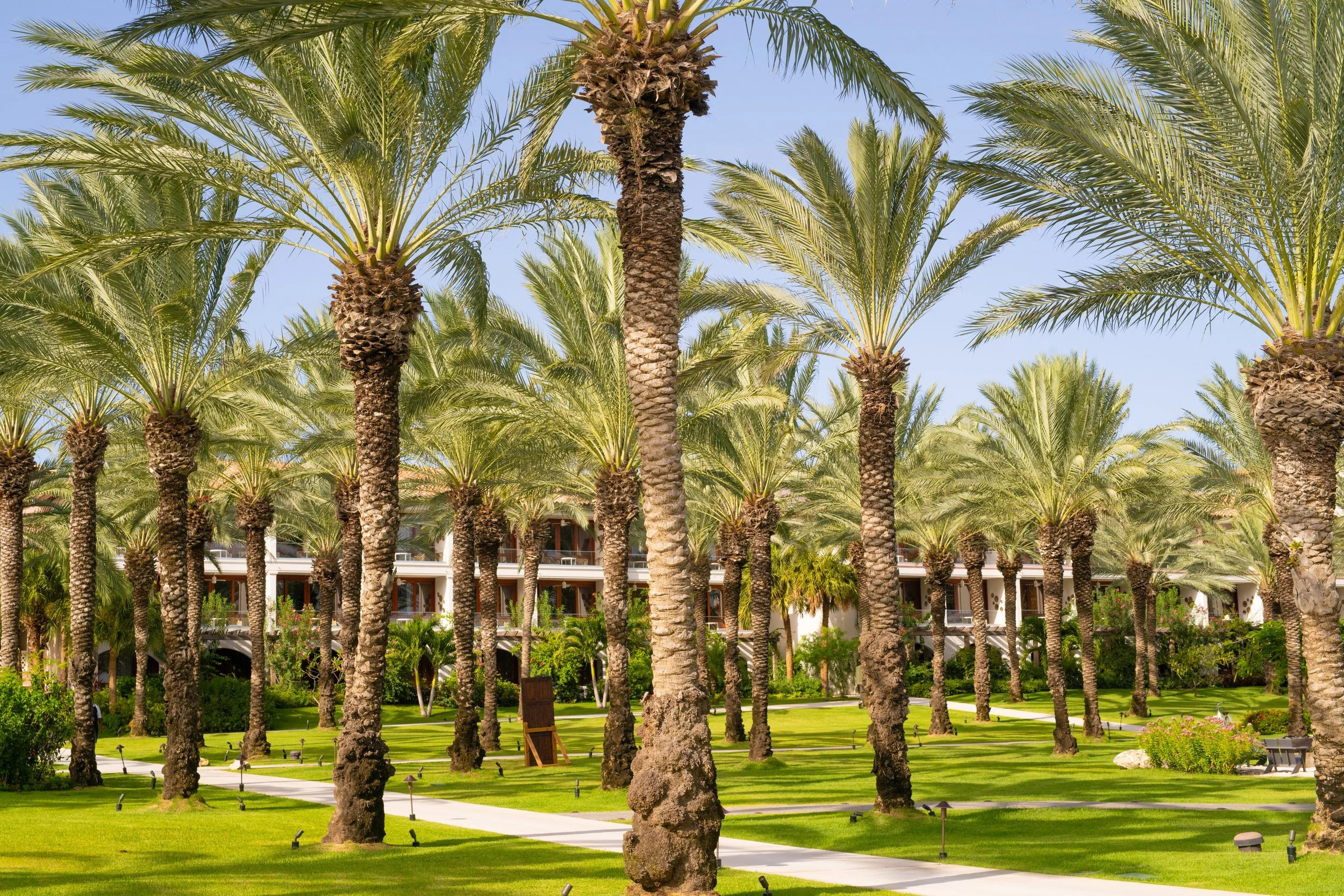A park filled with tall palm trees and green grass, with a pathway running through it. There is a building visible in the background.