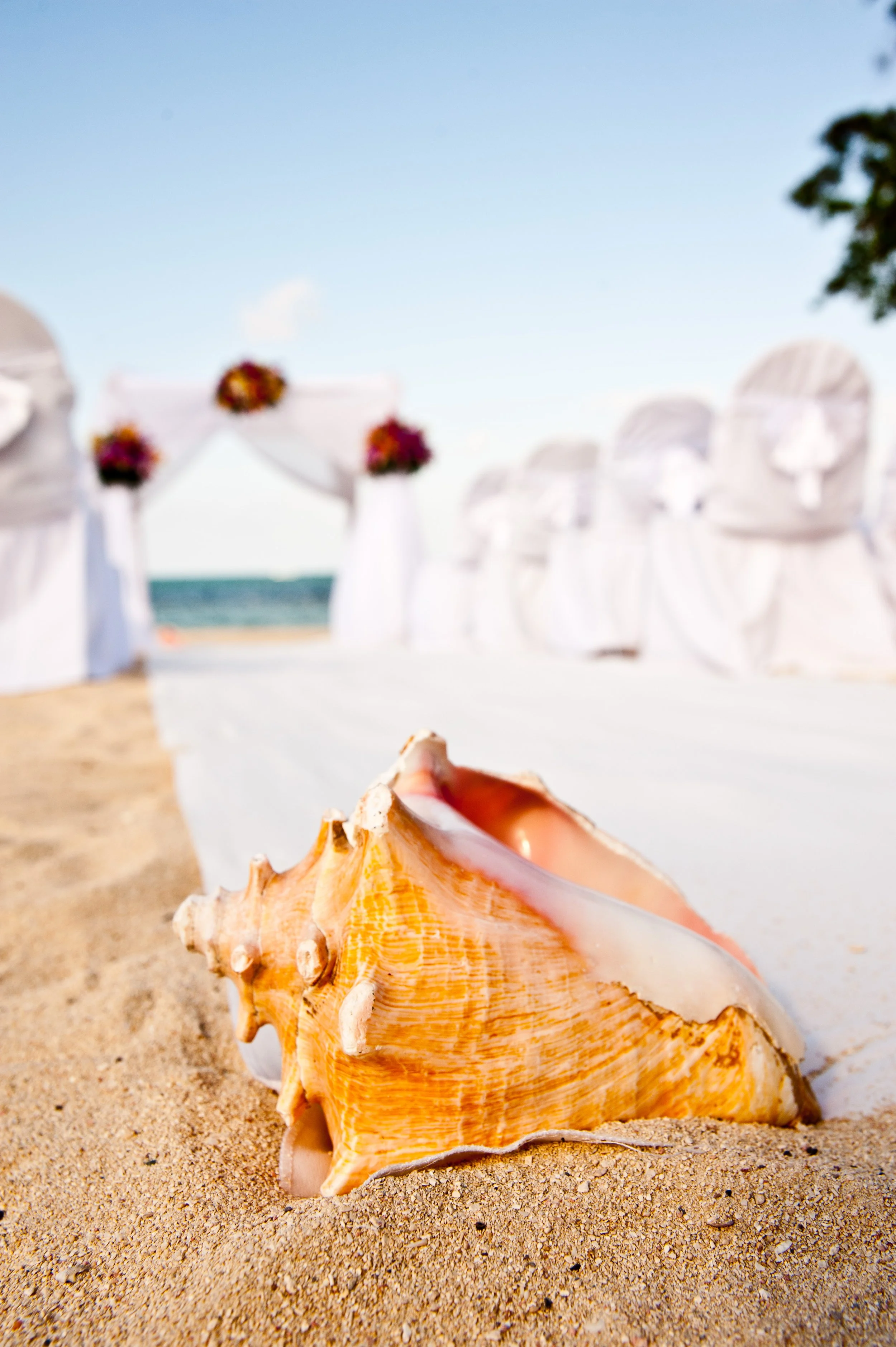 Close-up of a large seashell on sandy beach with a blurred background of white chairs decorated with flowers and a blue sky.