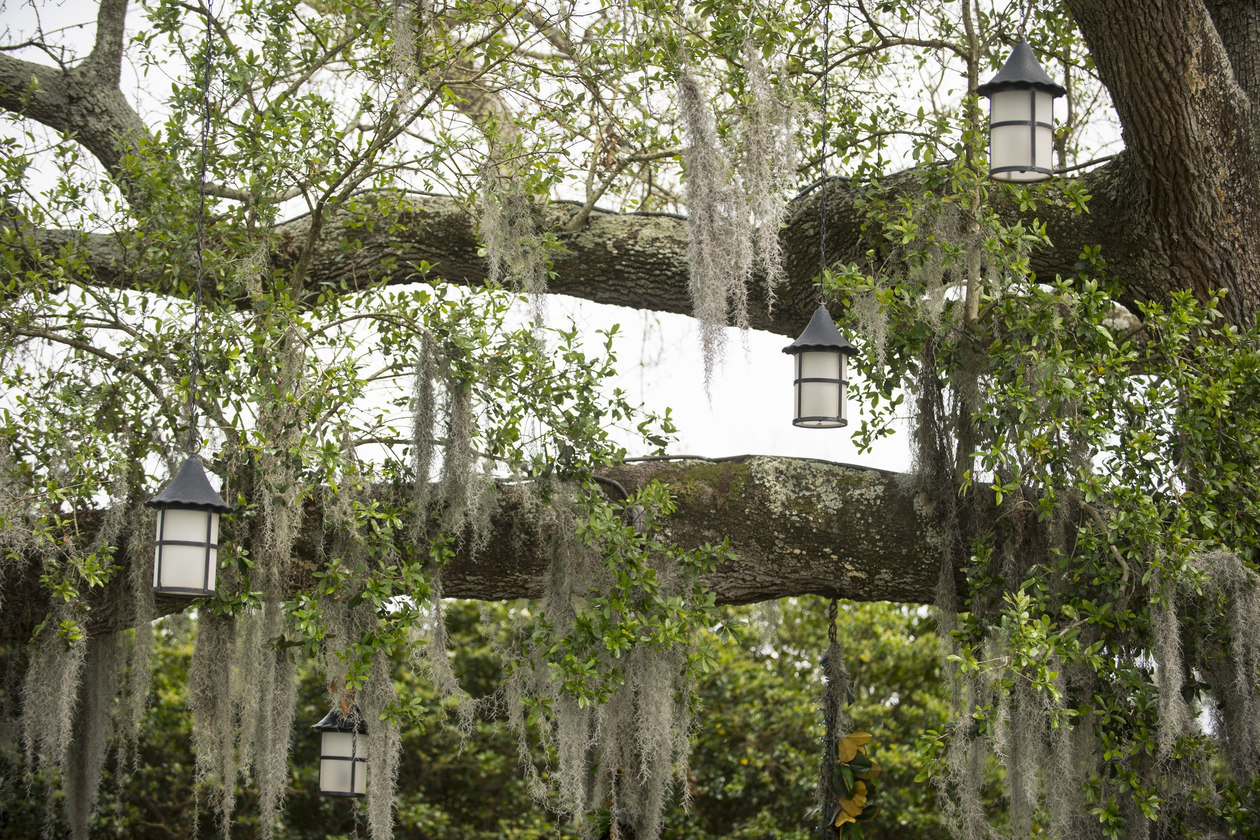 Tree branches with hanging Spanish moss and lantern-style lights hanging from the branches.