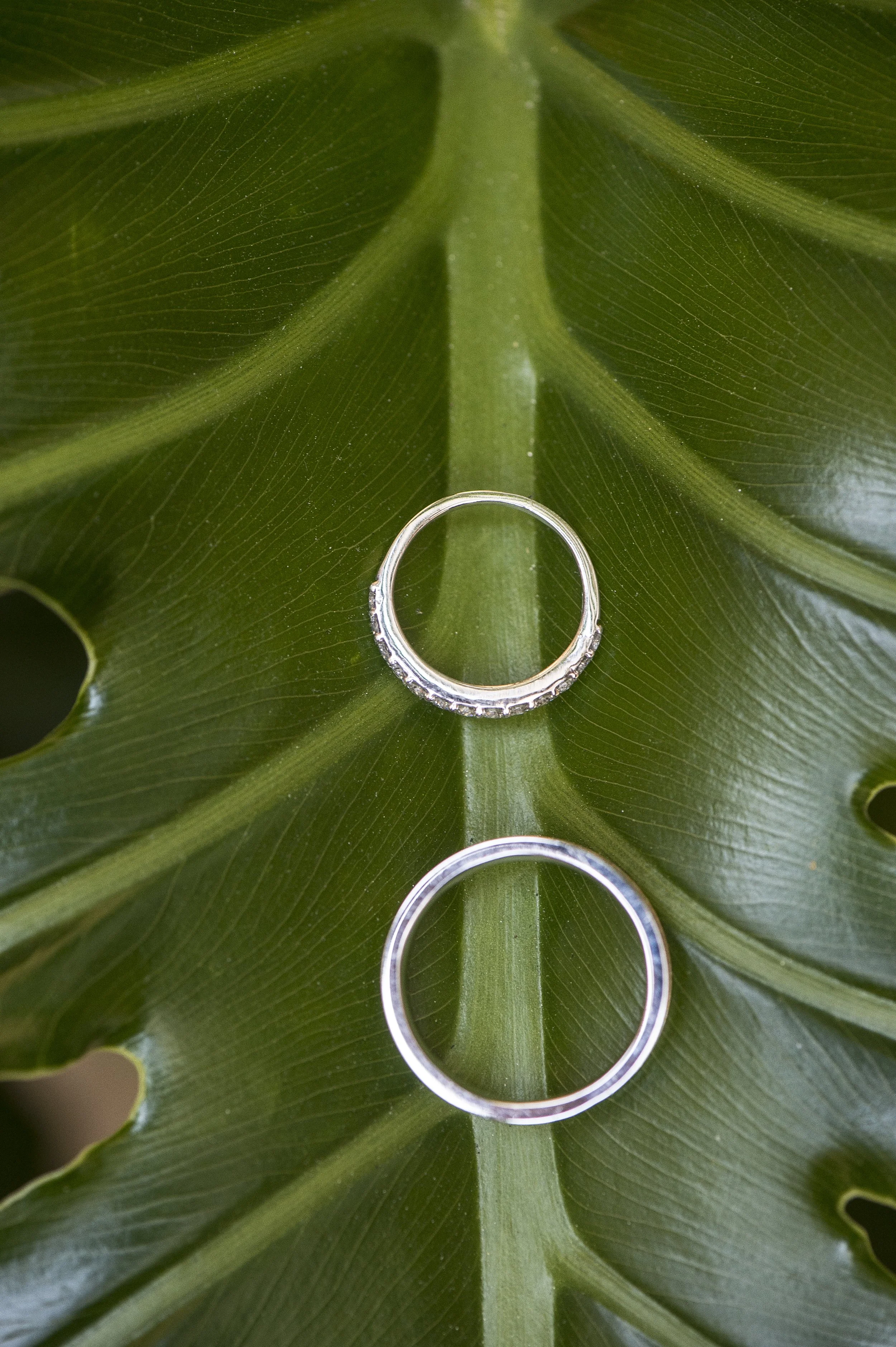 Close-up of a green leaf with three silver rings on it.