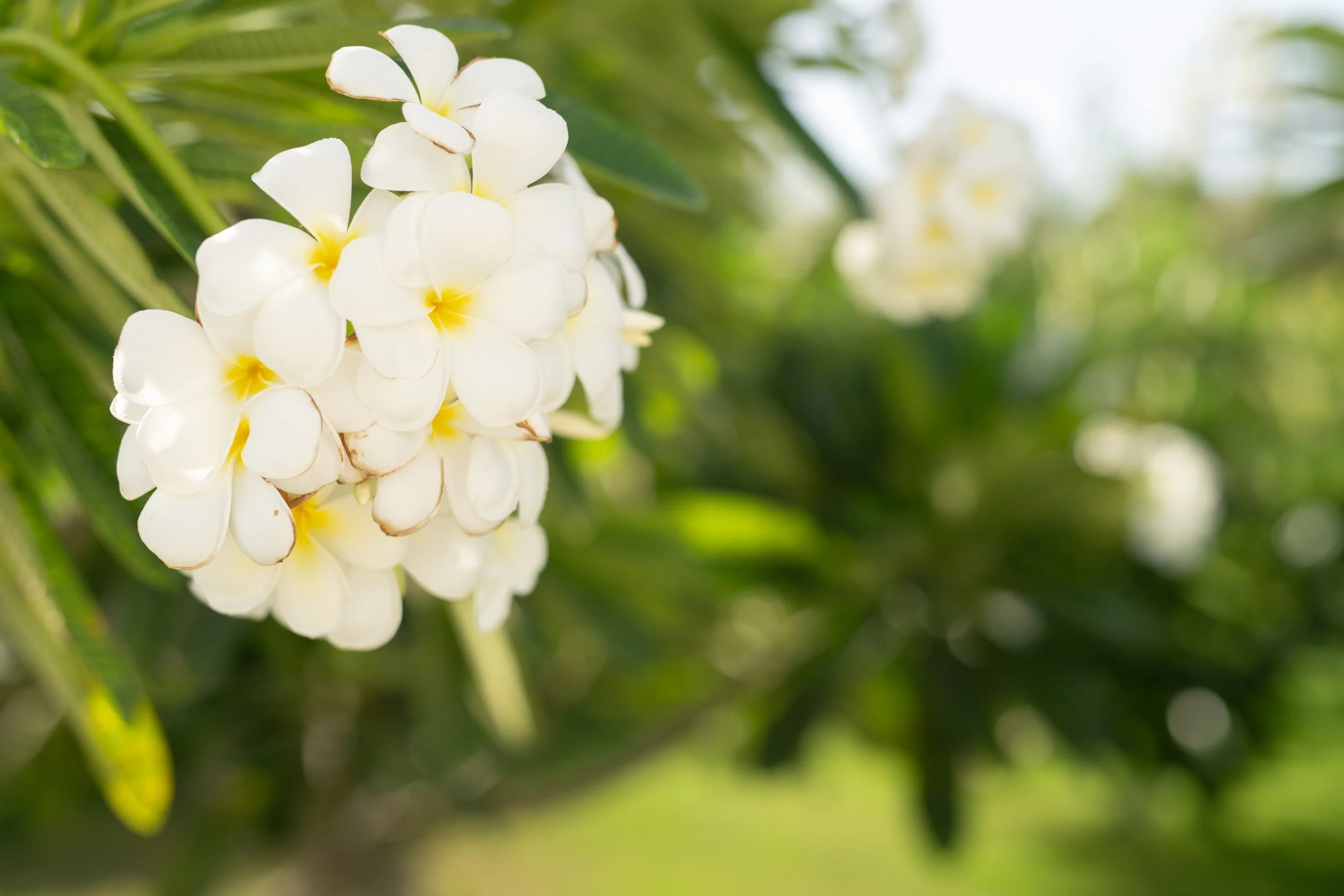 Close-up of white flowers with yellow centers on a green leafy background.