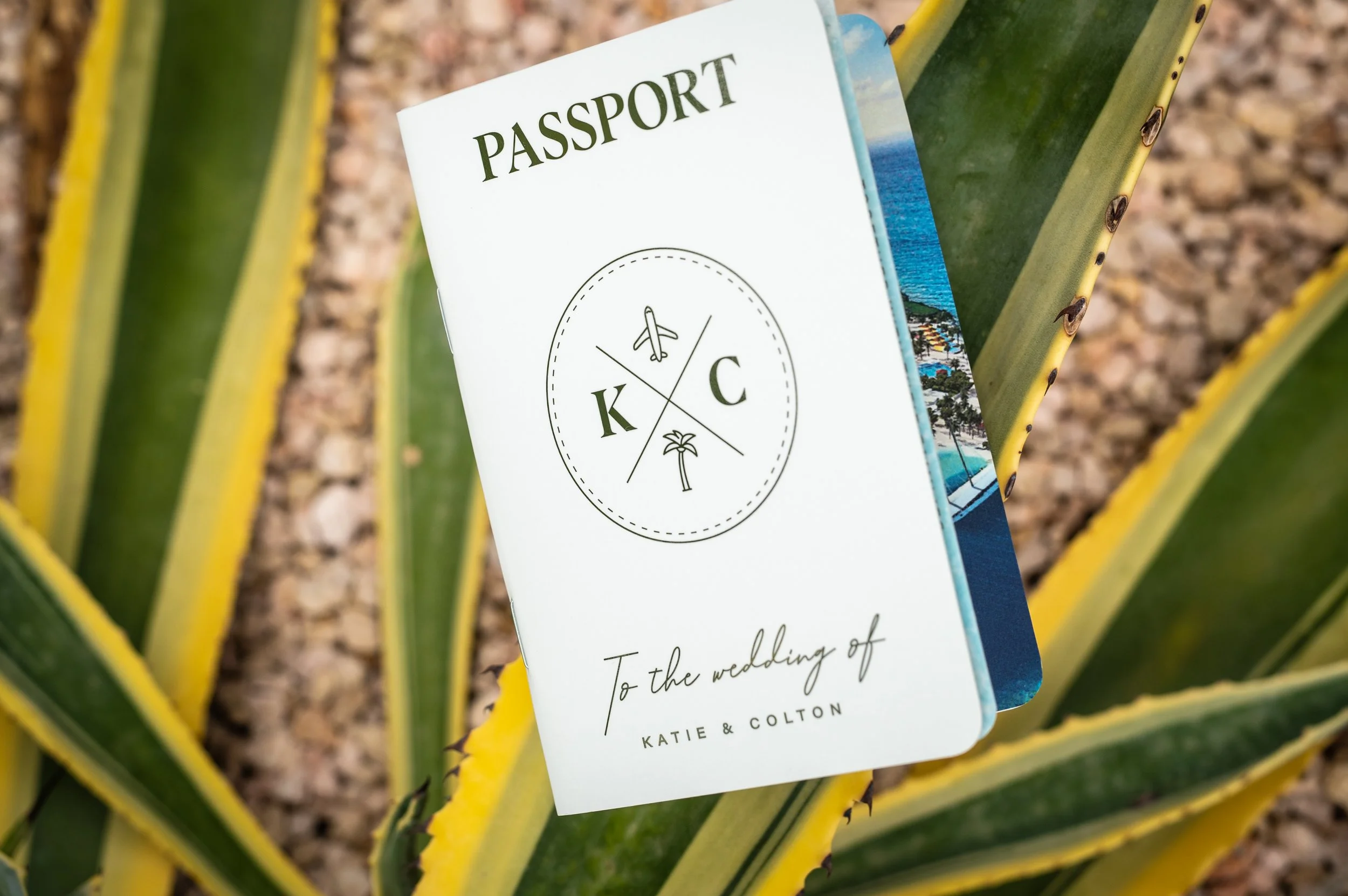 Wedding invitation card resting on the leaves of a large aloe vera plant with yellow edges, the card features a compass rose design and text reading 'Passport' along with details of a wedding.