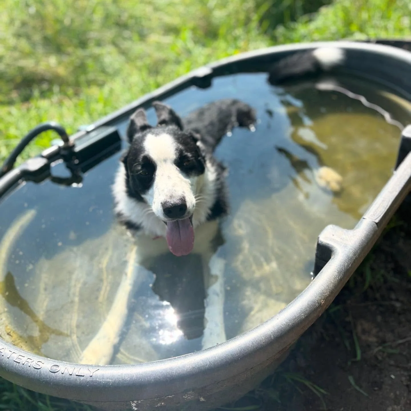 from our hot dogs 🐶 to yours&mdash; stay cool out there! 🥵 it&rsquo;s brutal in the sun ☀️ and not a cloud to be found! 
&bull;
this July feels like one long heat wave! 🔥 
it&rsquo;s a struggle to work outside all day, but we manage with lots of w