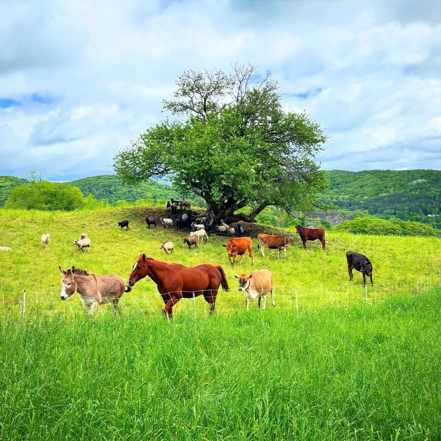 the Vermont version of Pride Rock 😂
🐮 🐑 🐴 🫏 
&bull;
#priderock 
#vermontfarm
#pastureraised