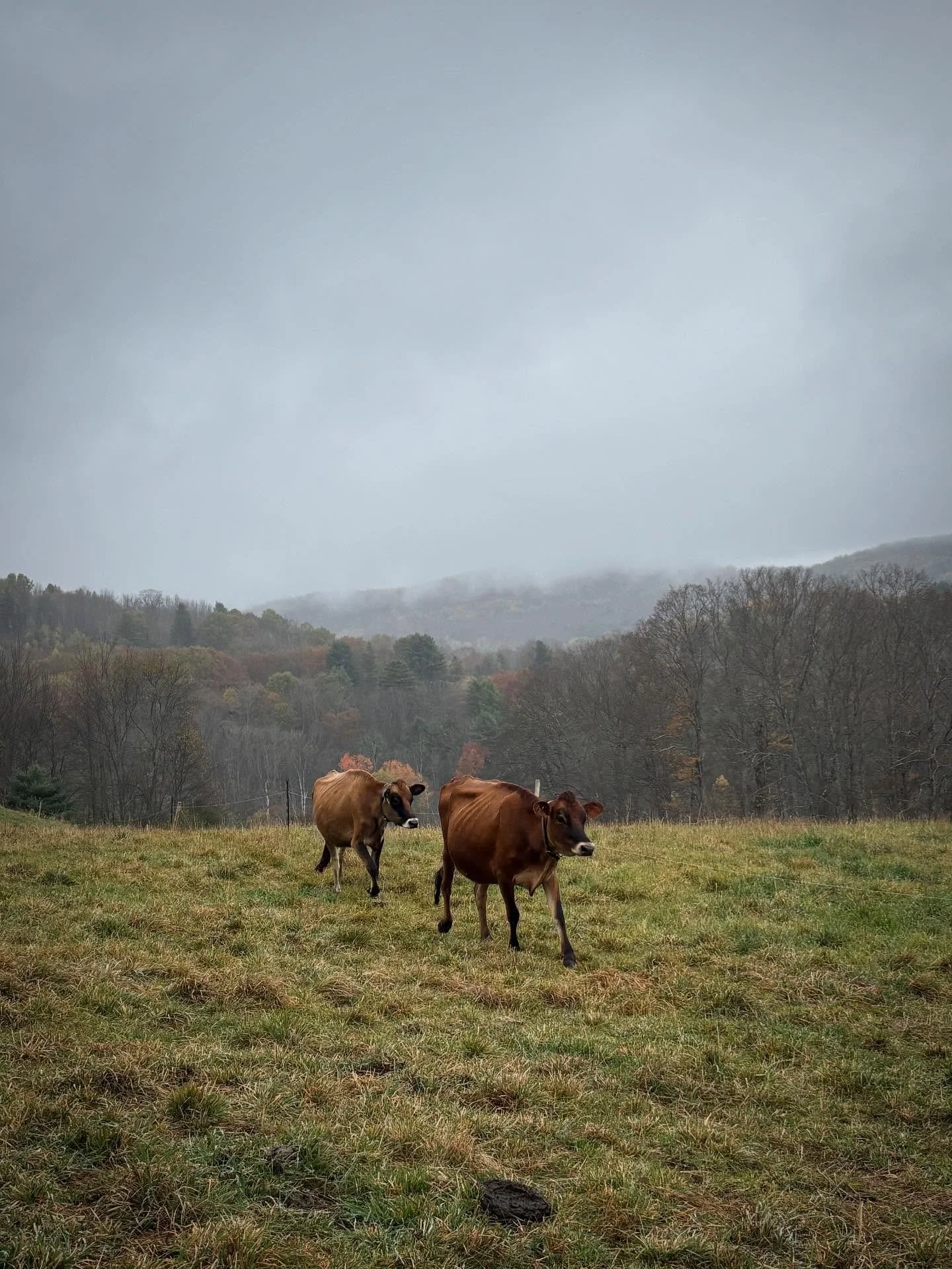 Autumn postcards from Vermont ๐งก๐๐๐โจ
•
#fallinvermont 
#autumn 
#vermontfarm
