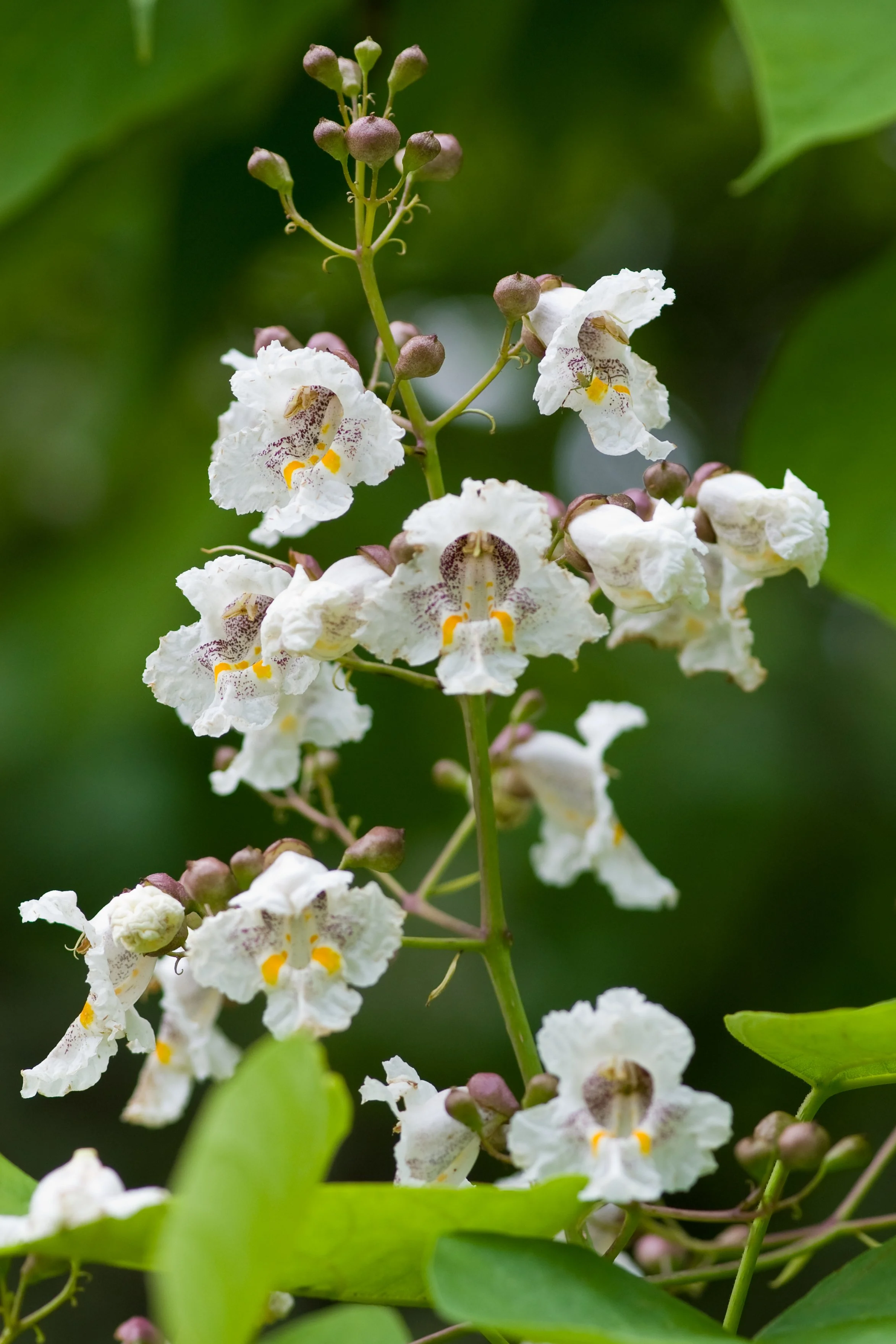 Earth Day Celebration