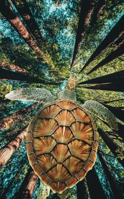 SoulCollage® Workshop