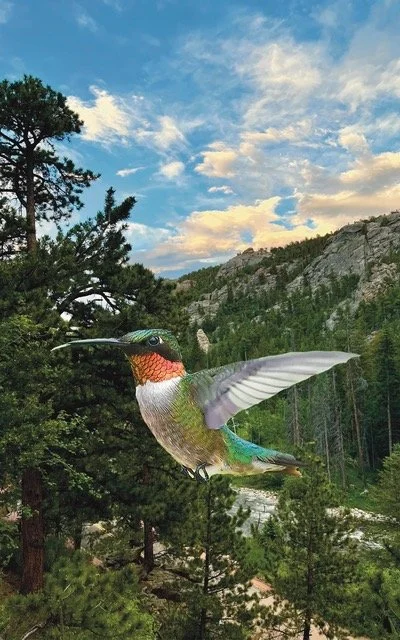 hummingbird.jpeg