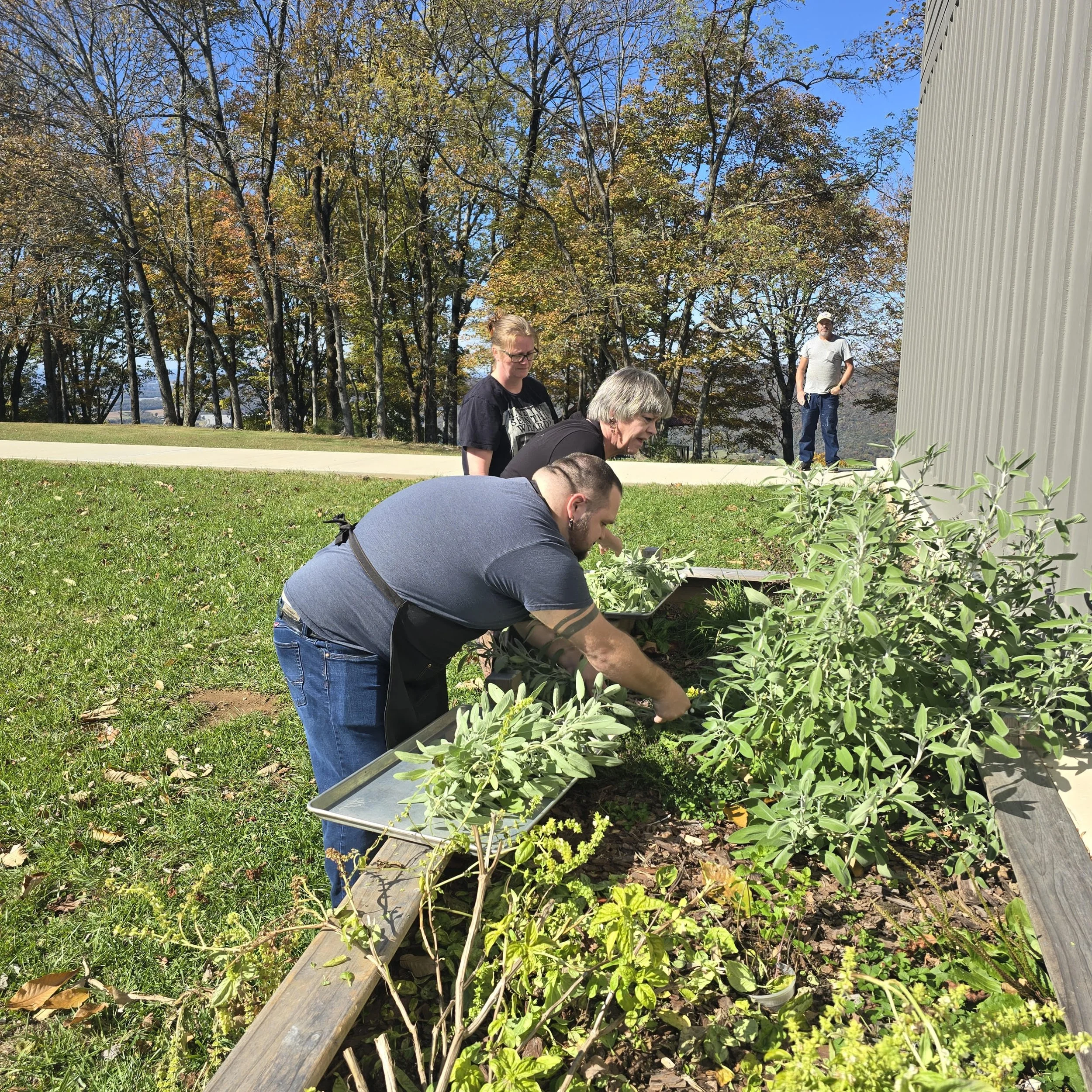 Four people working in a garden bed near a large building, with trees and a clear blue sky in the background.