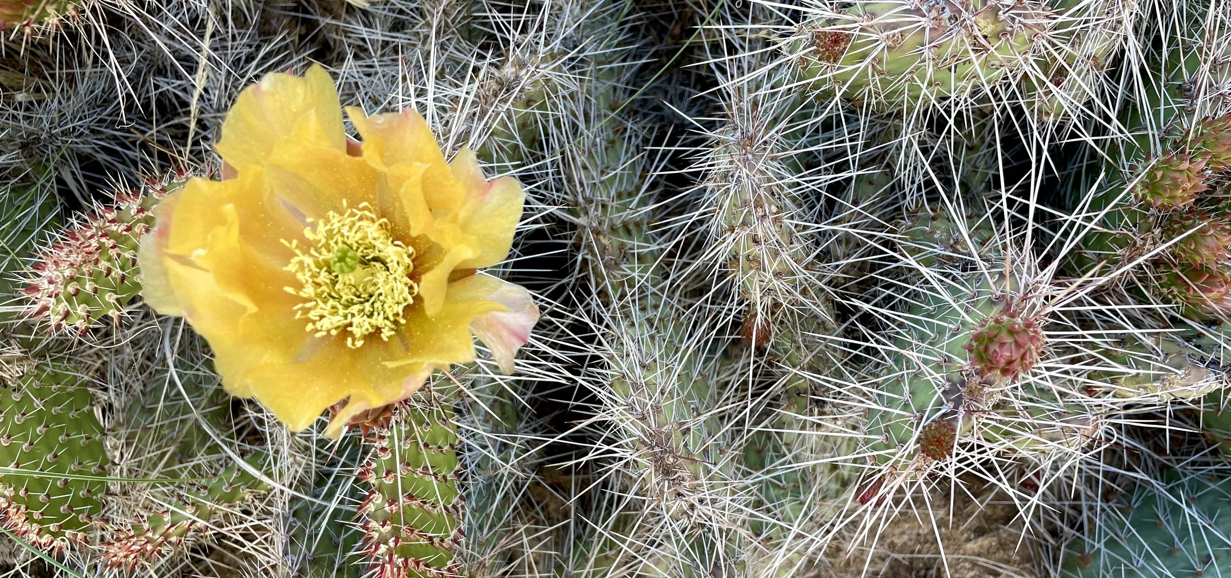Beavertail Cactus | Dolores River Canyon, Colorado
