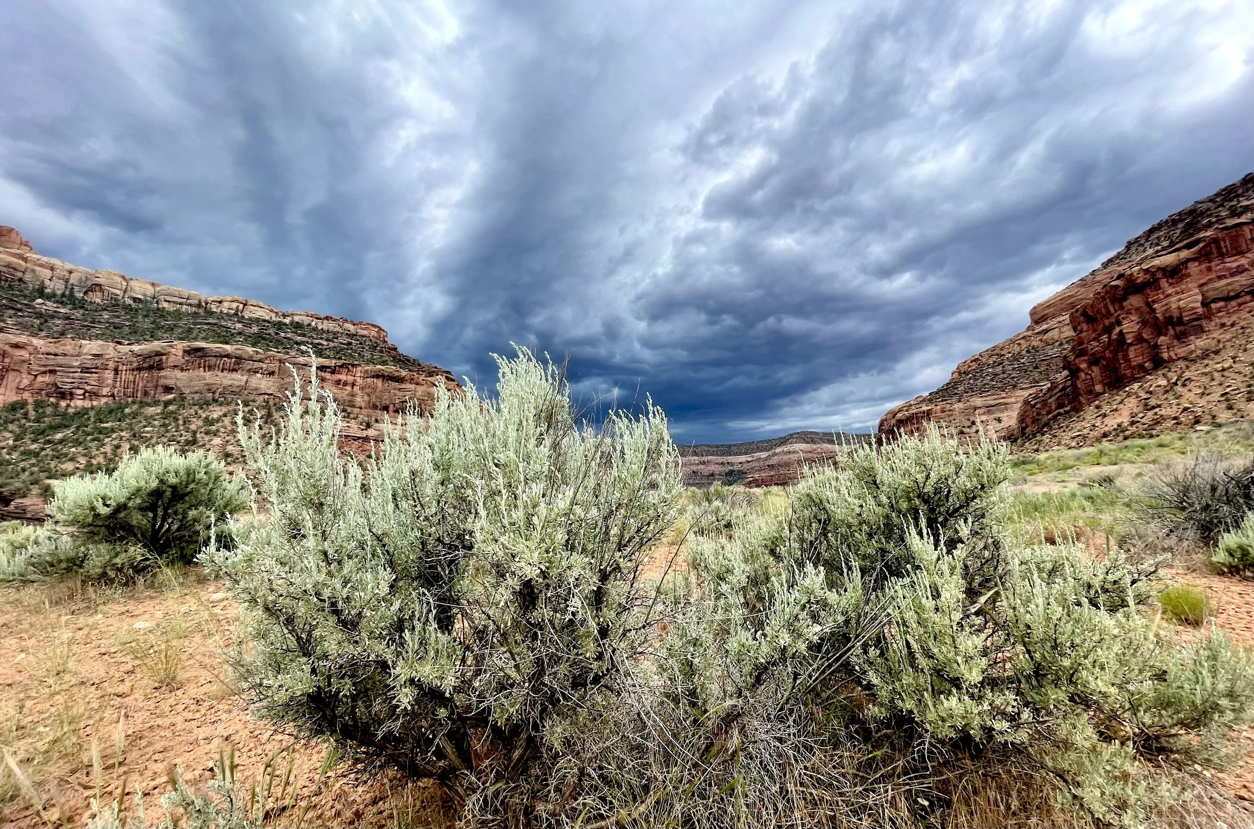 Sagebrush & Desert Storm | Western Colorado